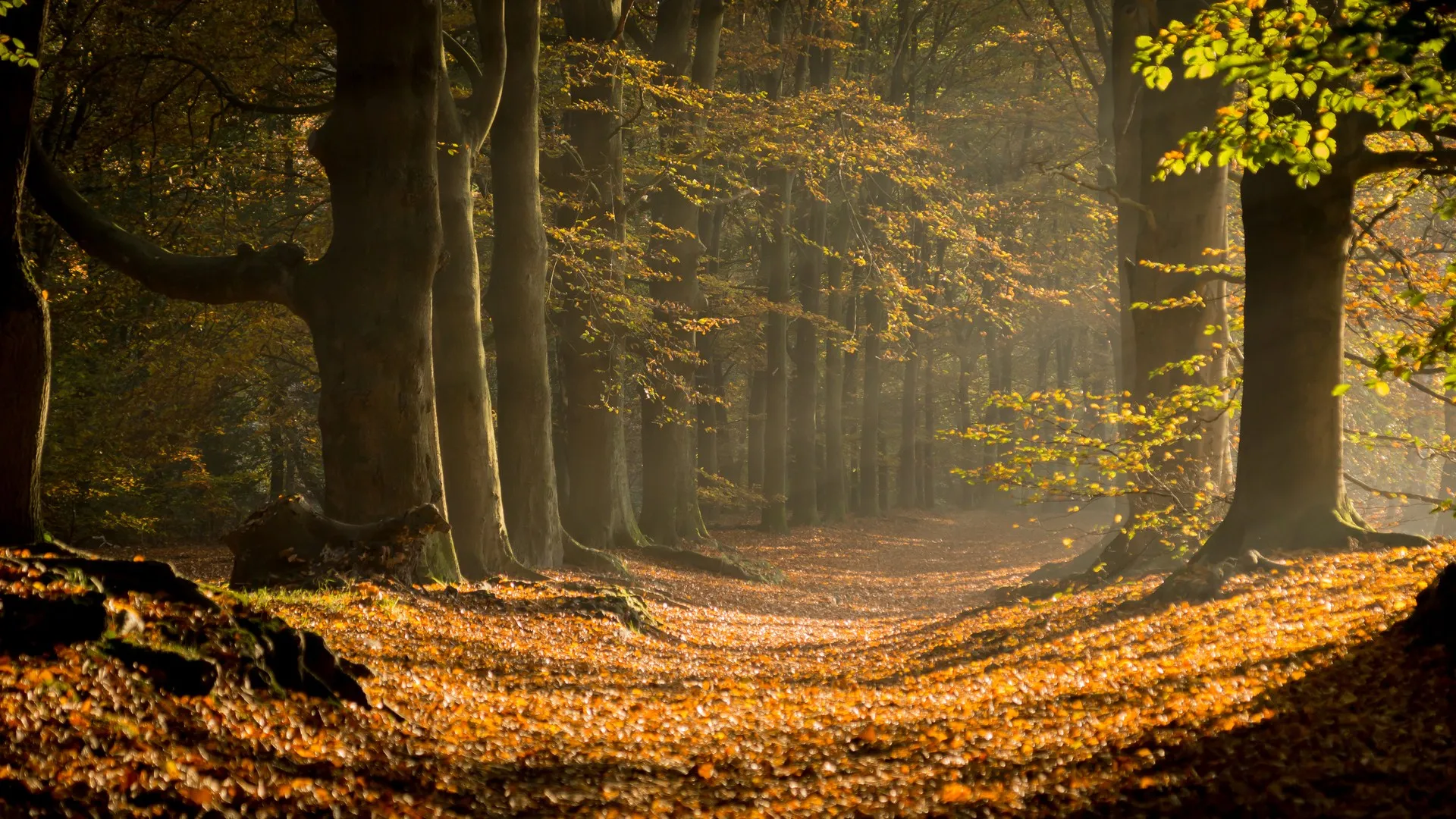 森林 树叶 树木 树枝 秋天 荷兰 电脑壁纸 4K壁纸