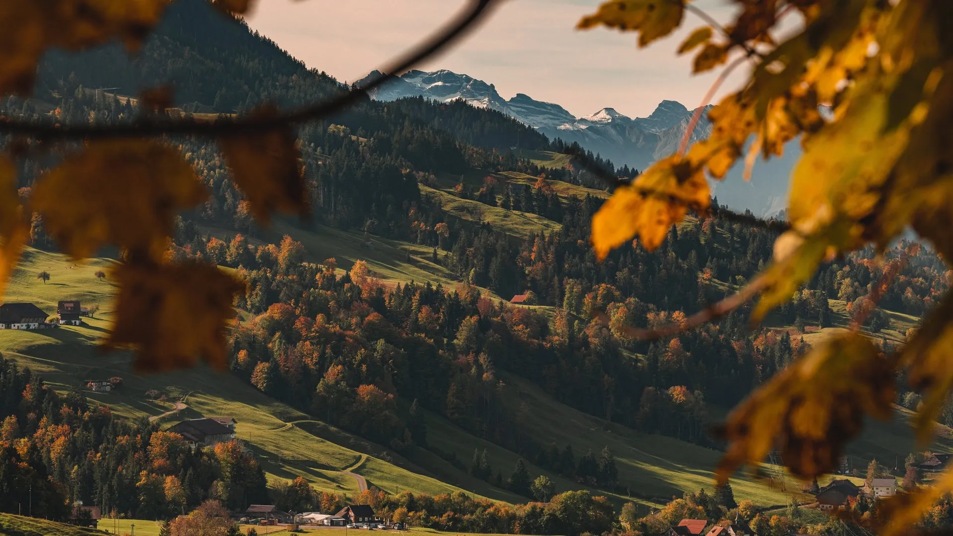森林 树木 松树 秋天 薄雾 山景 电脑壁纸 4K壁纸