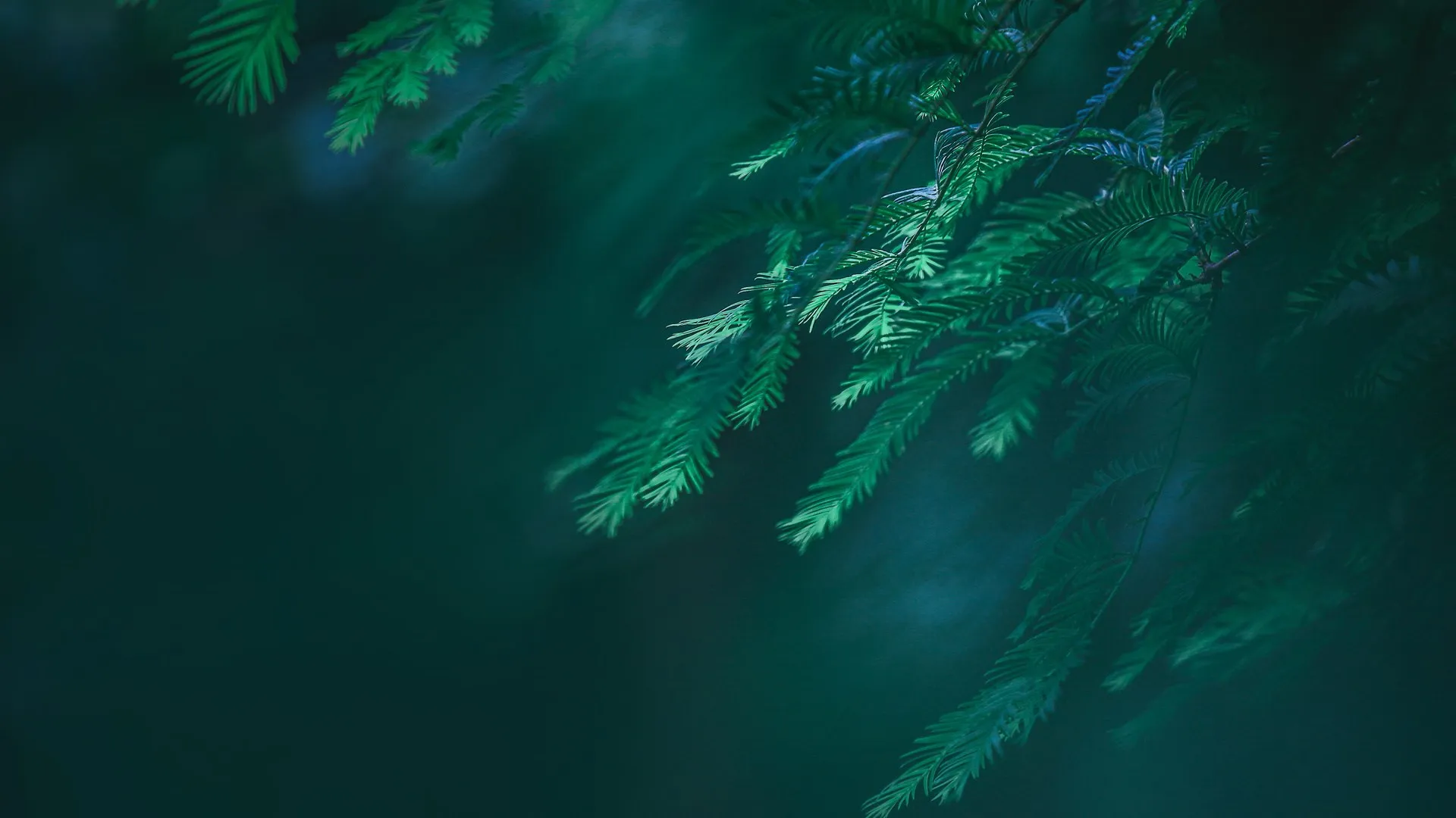 绿色 植物 树木 松树 特写 自然 电脑壁纸 4K壁纸