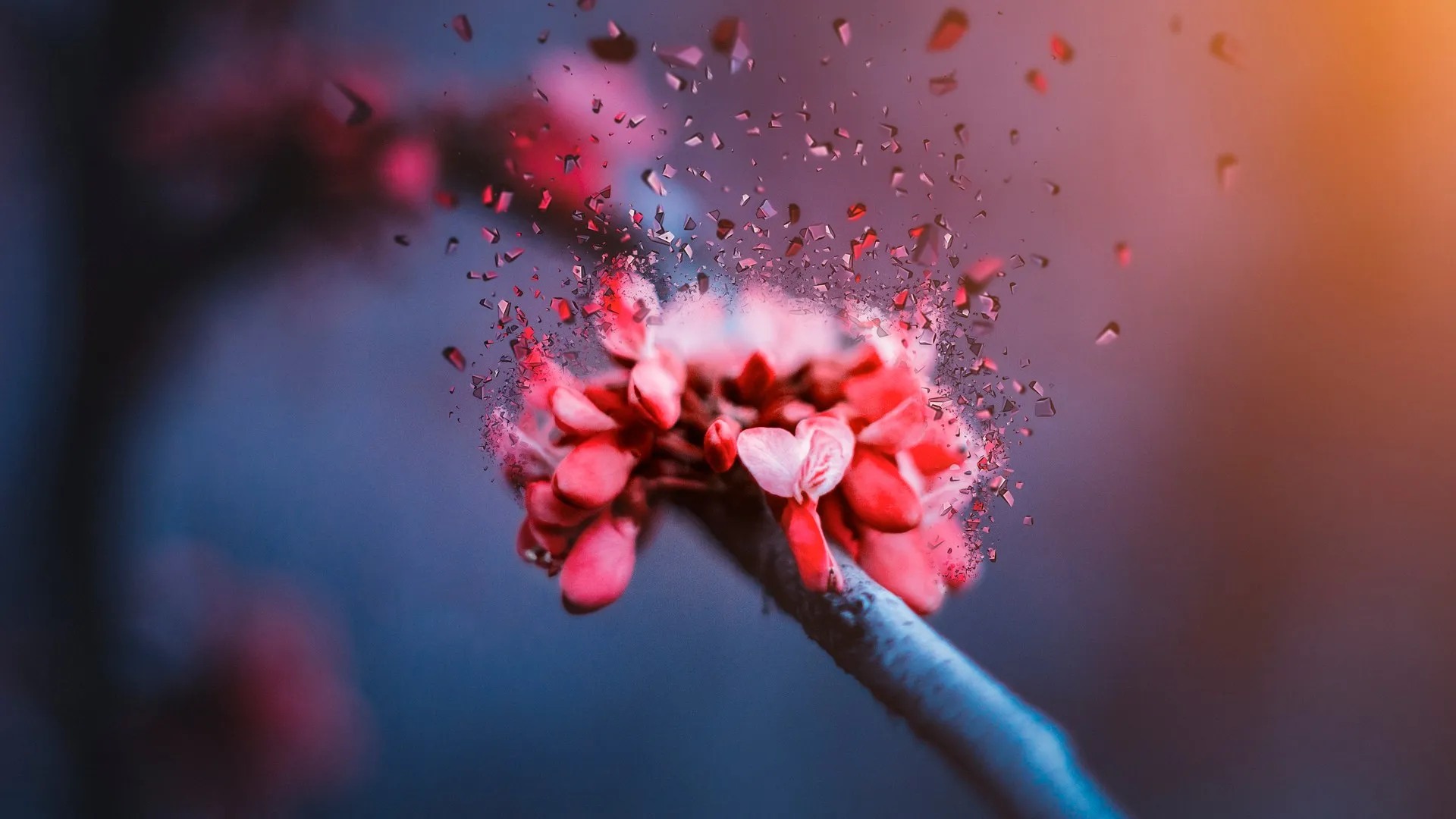 樱花 碎片 玻璃 微距 花 电脑壁纸 4K壁纸