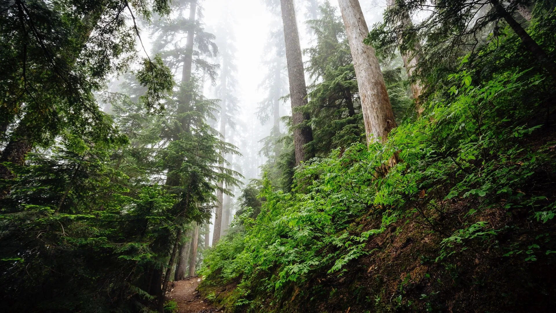 斯诺夸尔米山口 美国 树木 景观 电脑壁纸 4K壁纸