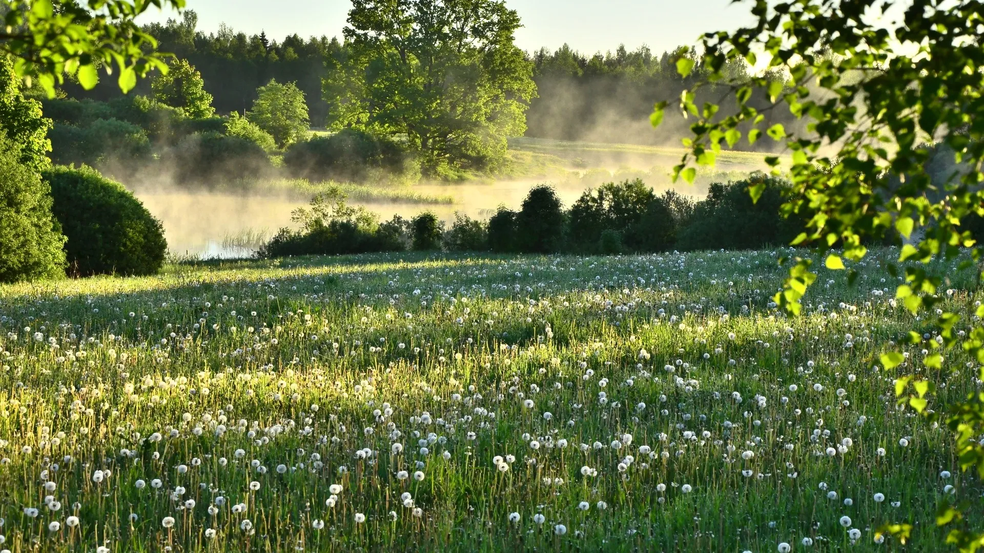 自然 蒲公英 森林 树木 河流 田野 风景 灌木 电脑壁纸 4K壁纸