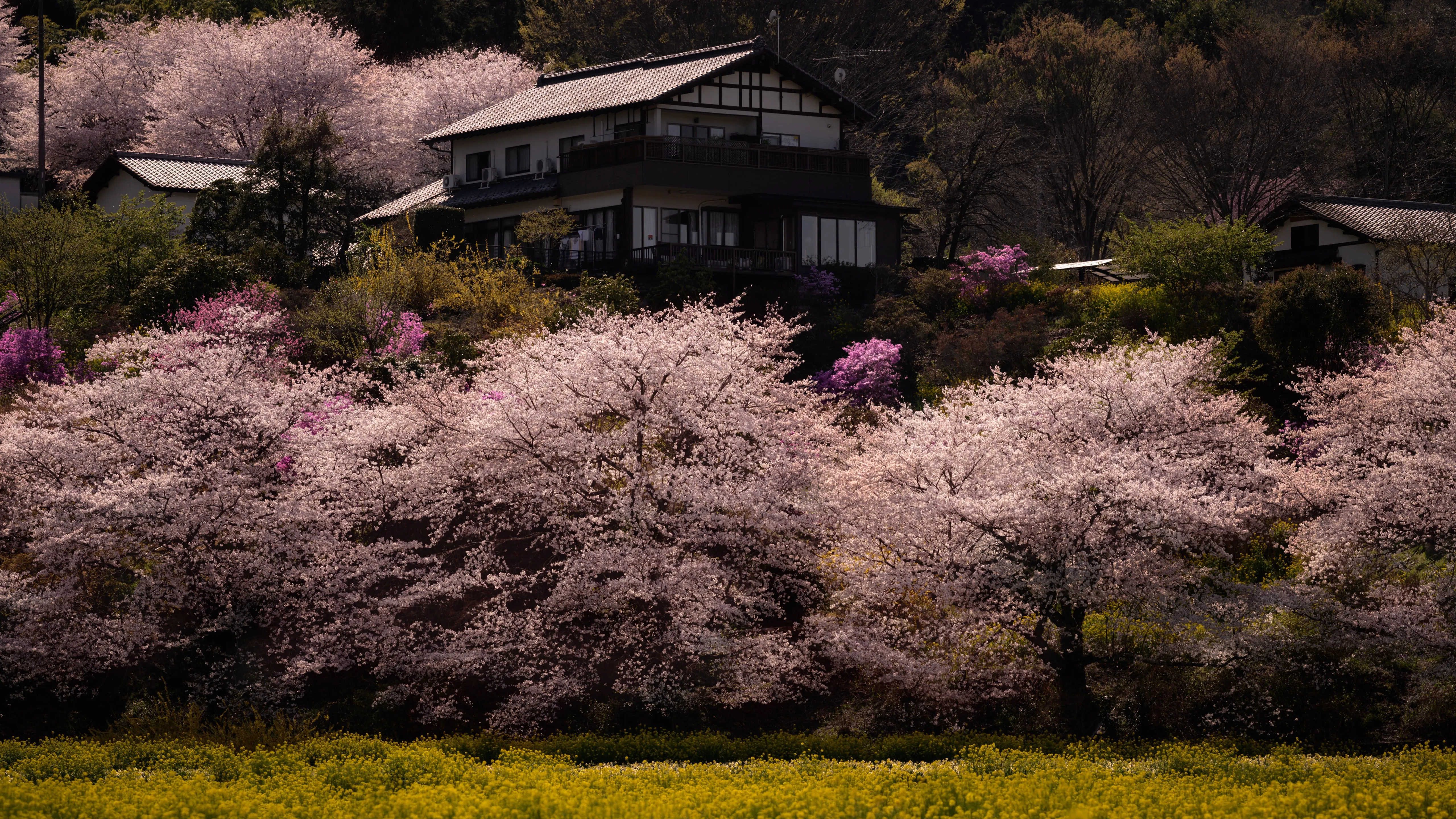 自然 树木 房屋 植物 草地 花卉 樱花 建筑 4K壁纸
