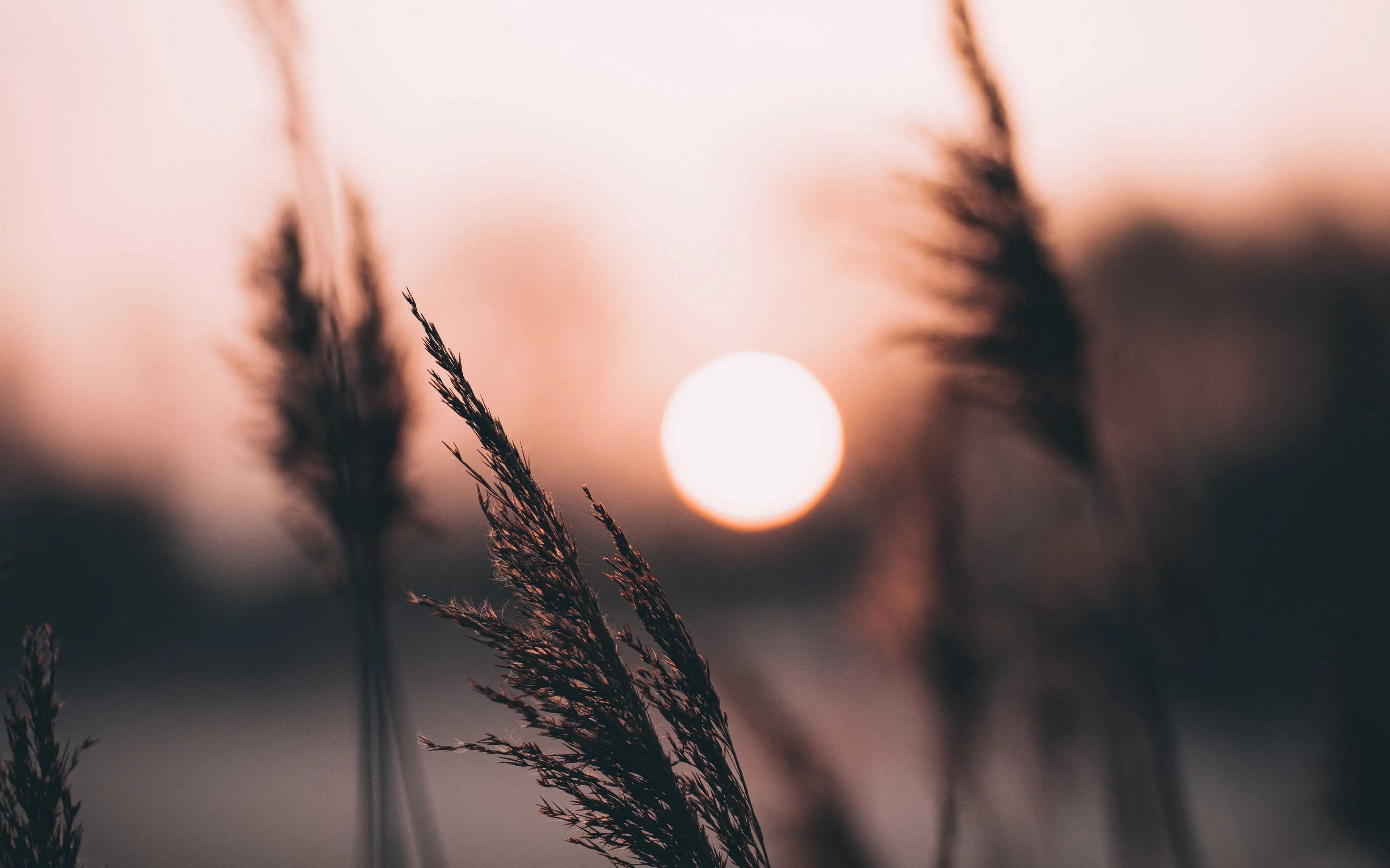 草地 宏观 红色 金色 粉色 日落 植物 自然 4K壁纸