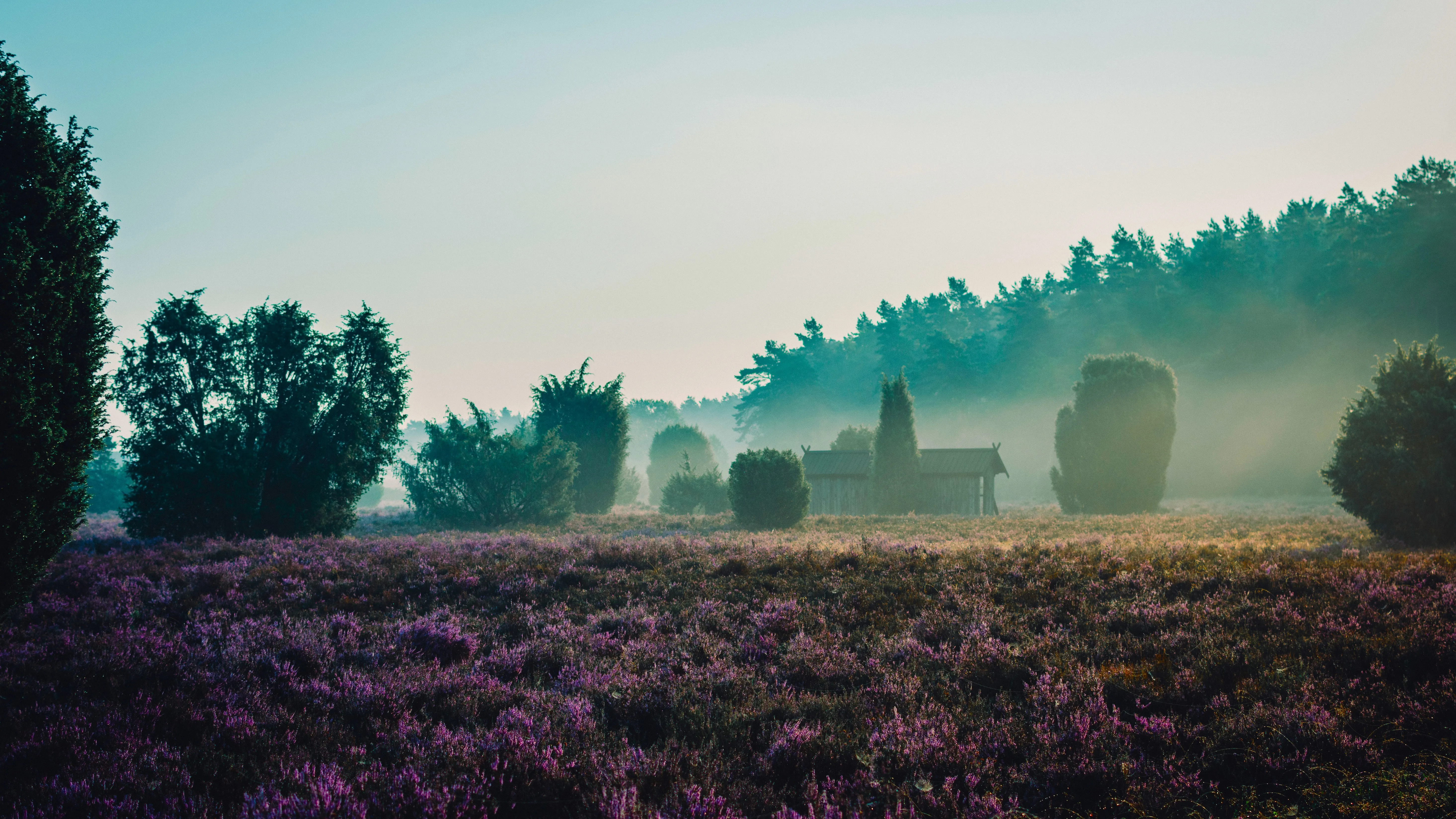 自然 景观 树木 小屋 天空 薄雾 草地 植物 森林 露珠 日出 熏衣草 4K壁纸
