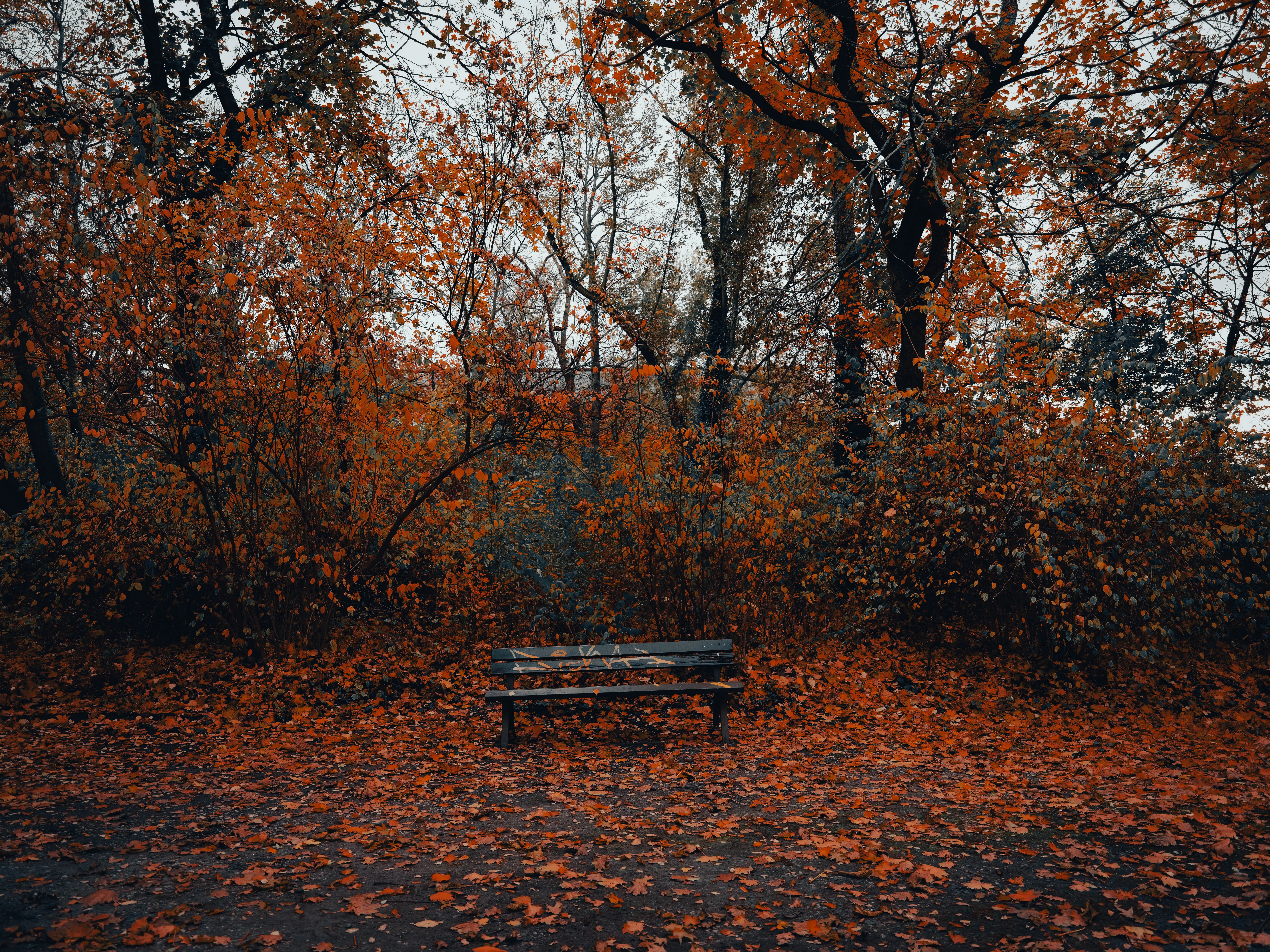 长凳 秋天 树叶 森林 木材 自然 景观 树枝 户外 摄影 日光 公园 树木 8K壁纸