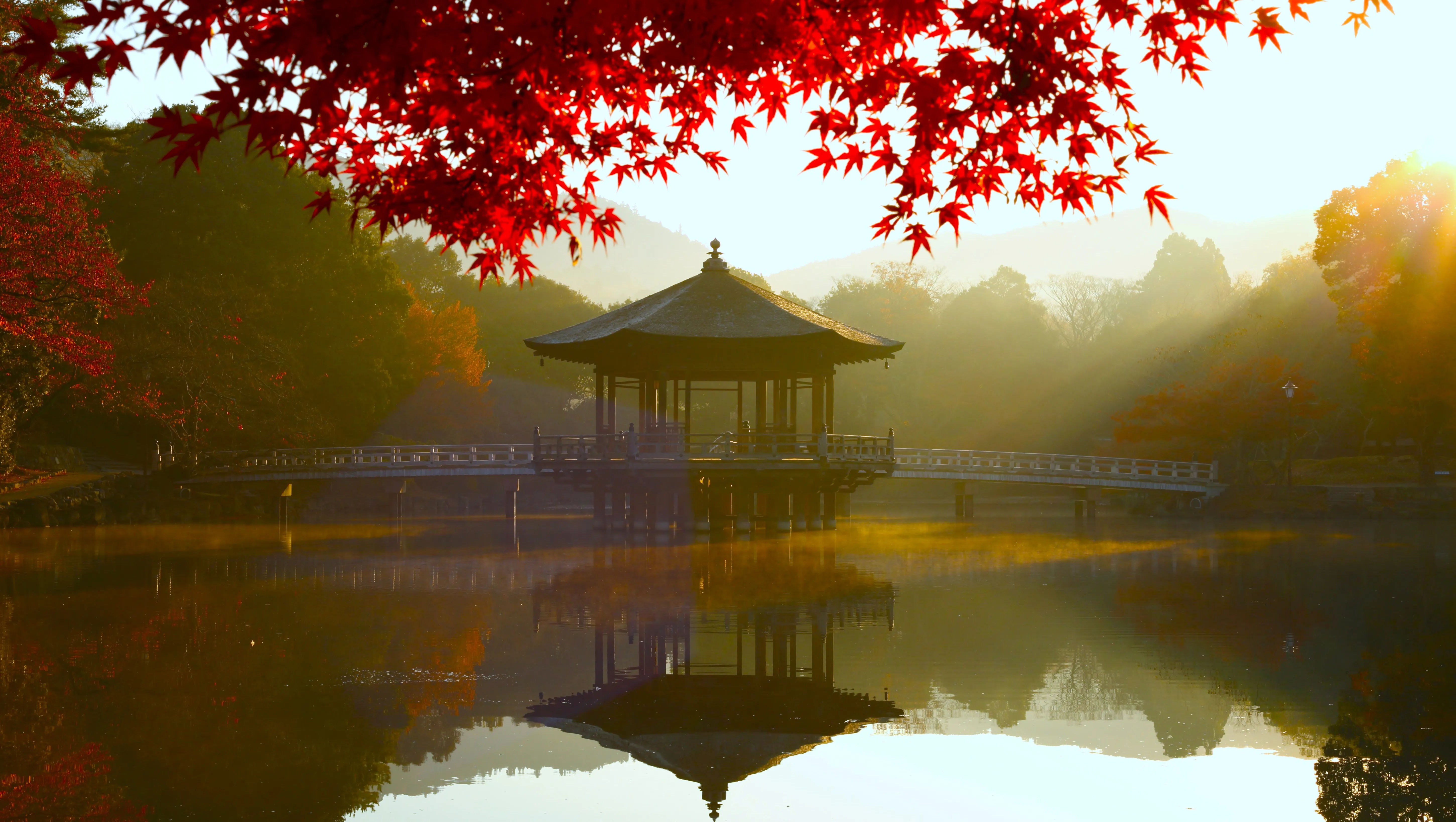 自然 景观 叶子 树叶 水面 倒影 桥梁 树木 阳光 早晨 秋天 4K壁纸