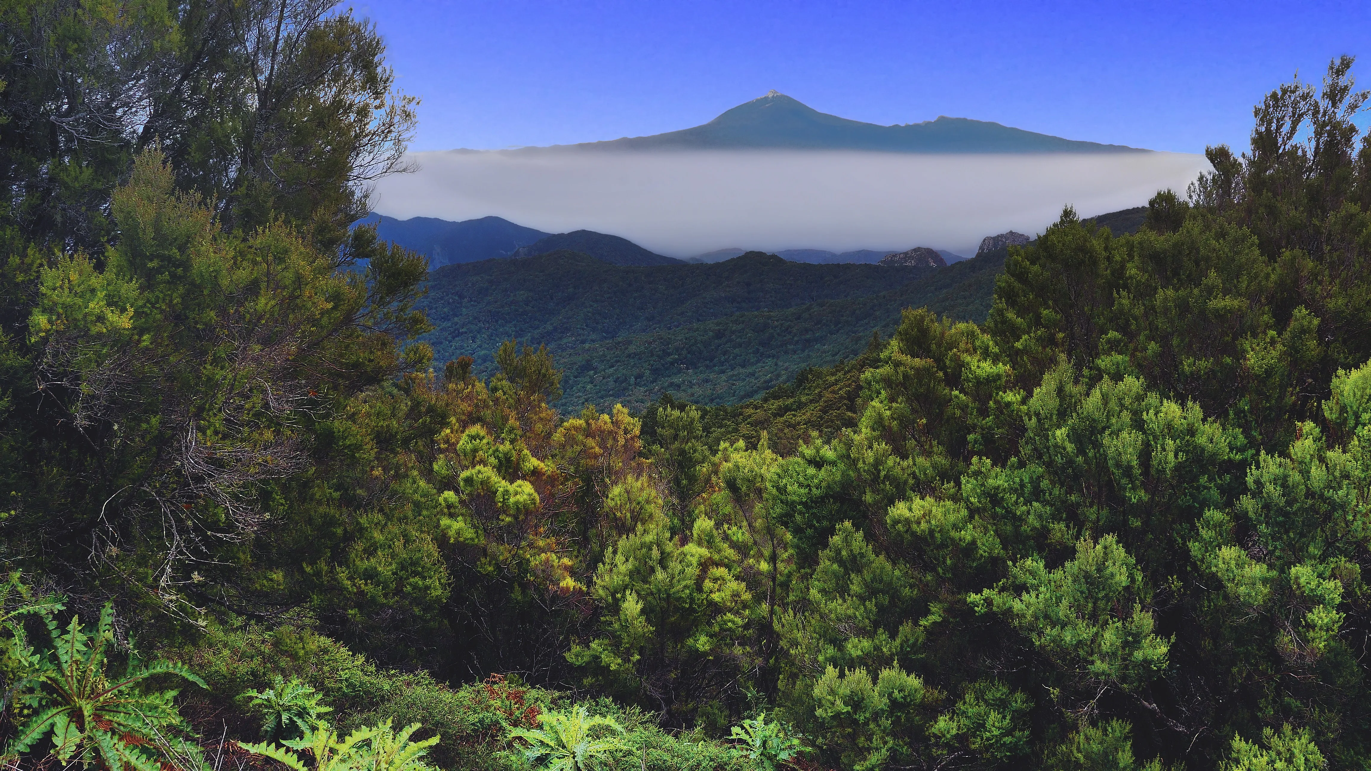 自然 森林 树木 景观 绿色 天空 树叶 4K壁纸