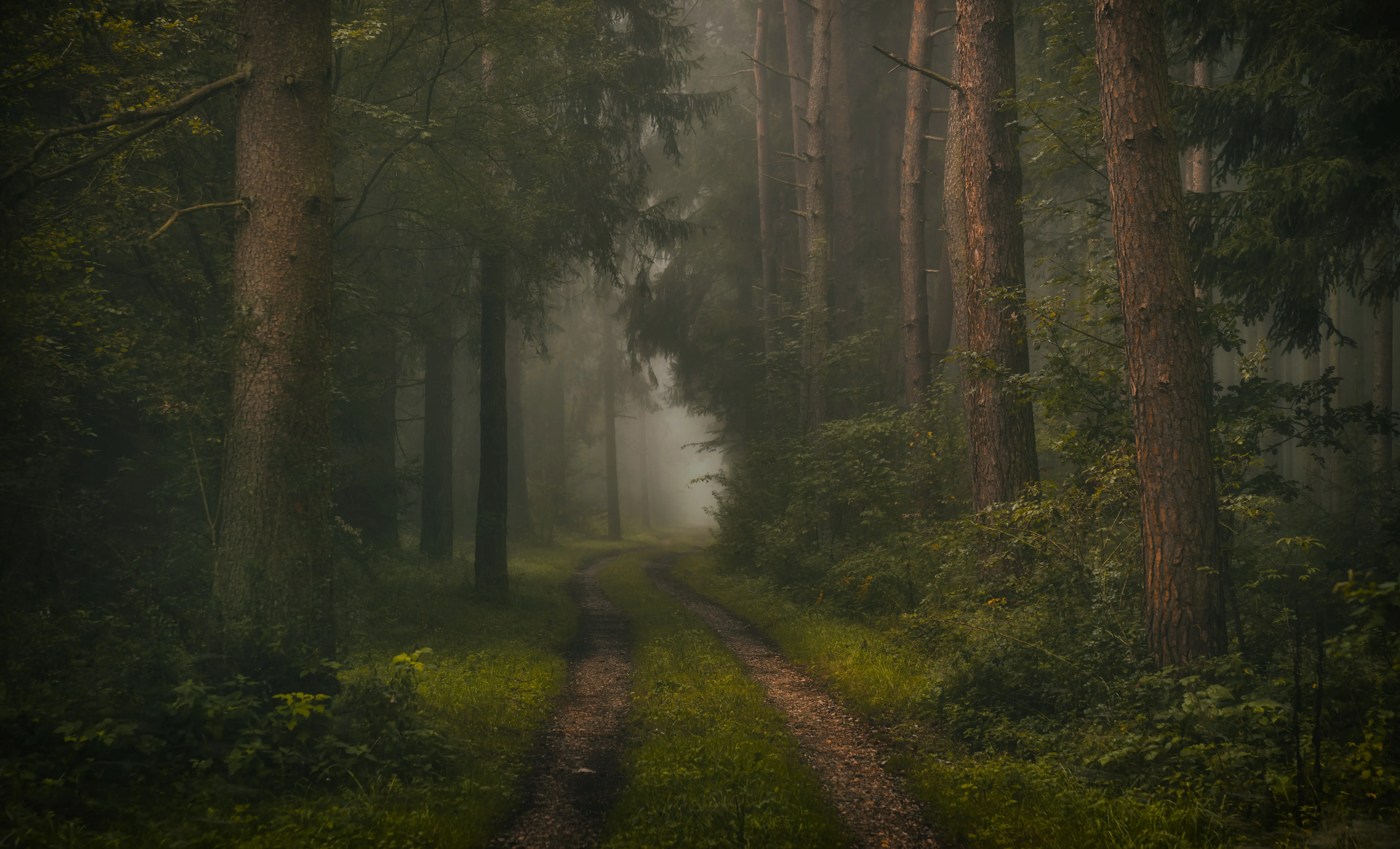 自然 树木 森林 植物 叶子 树叶 土路 路径 草 苔藓 雾 4K壁纸