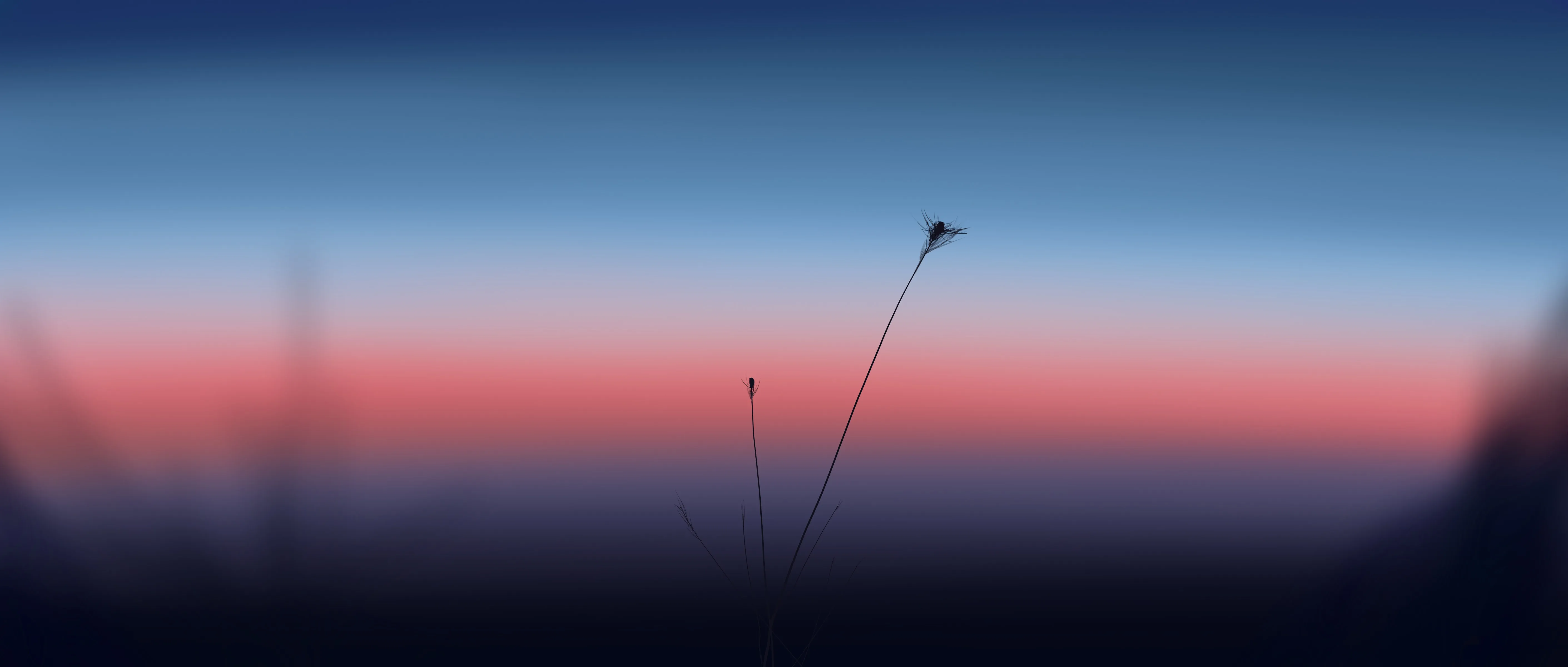 细腻 超宽 宽屏 插图 植物 模糊 微观 4K壁纸