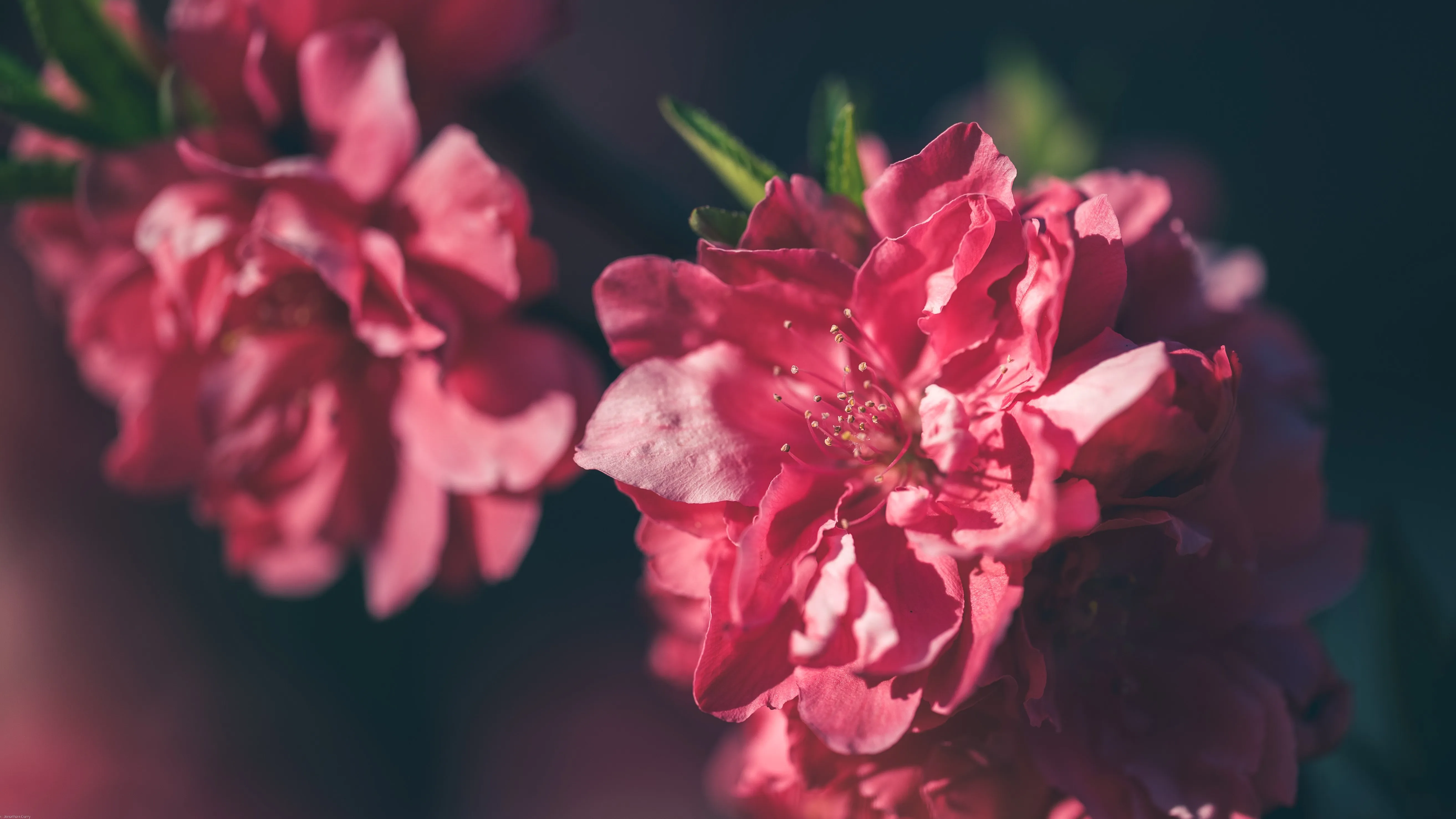 摄影 花卉 植物 户外 树叶 桃花 宏观 春天 自然 景深 花瓣 4K壁纸