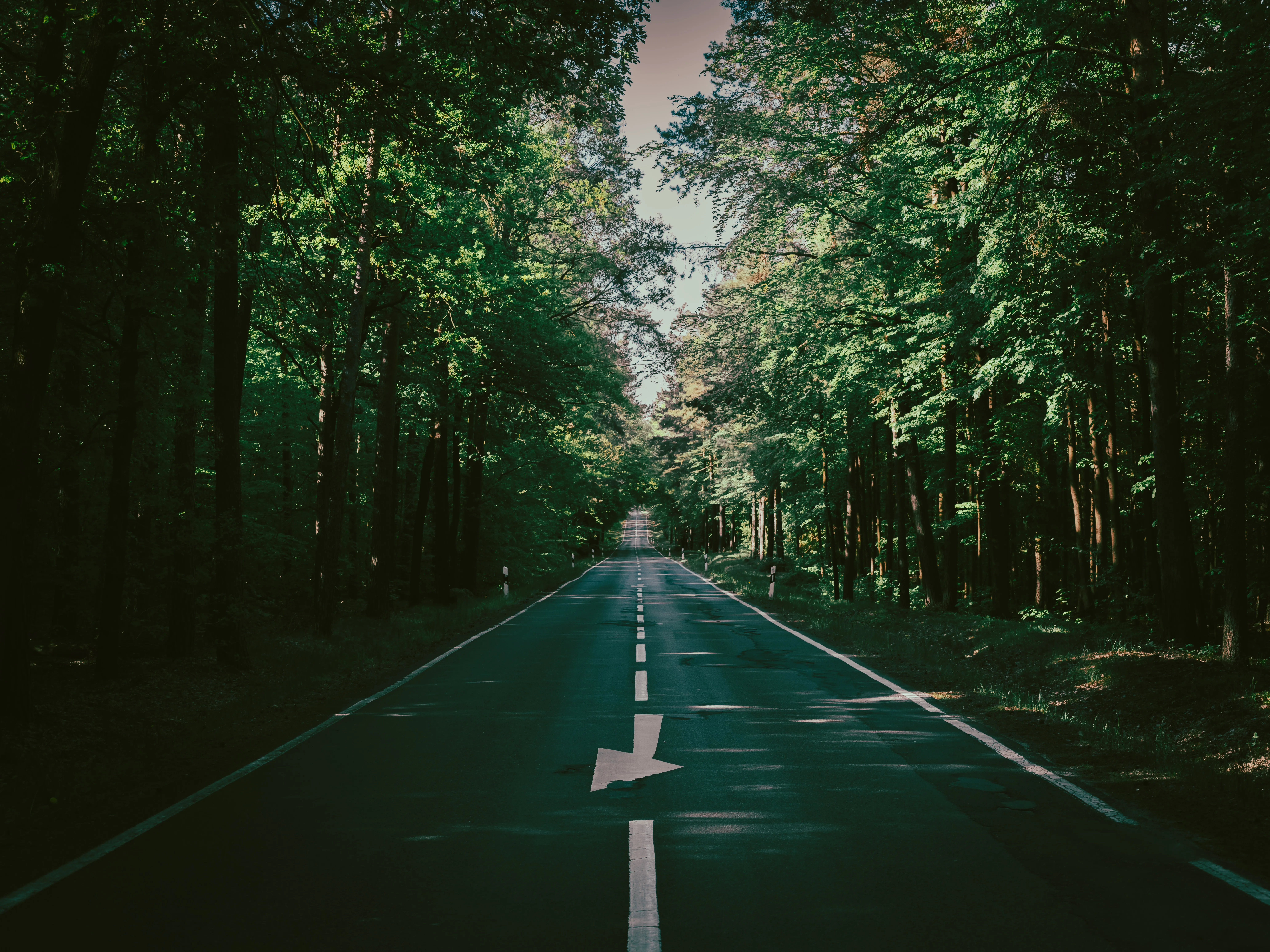 道路 森林 高速公路 户外 自然 风景 日光 树木 路径 复古 摄影 夏天 绿色 丁香 8K壁纸