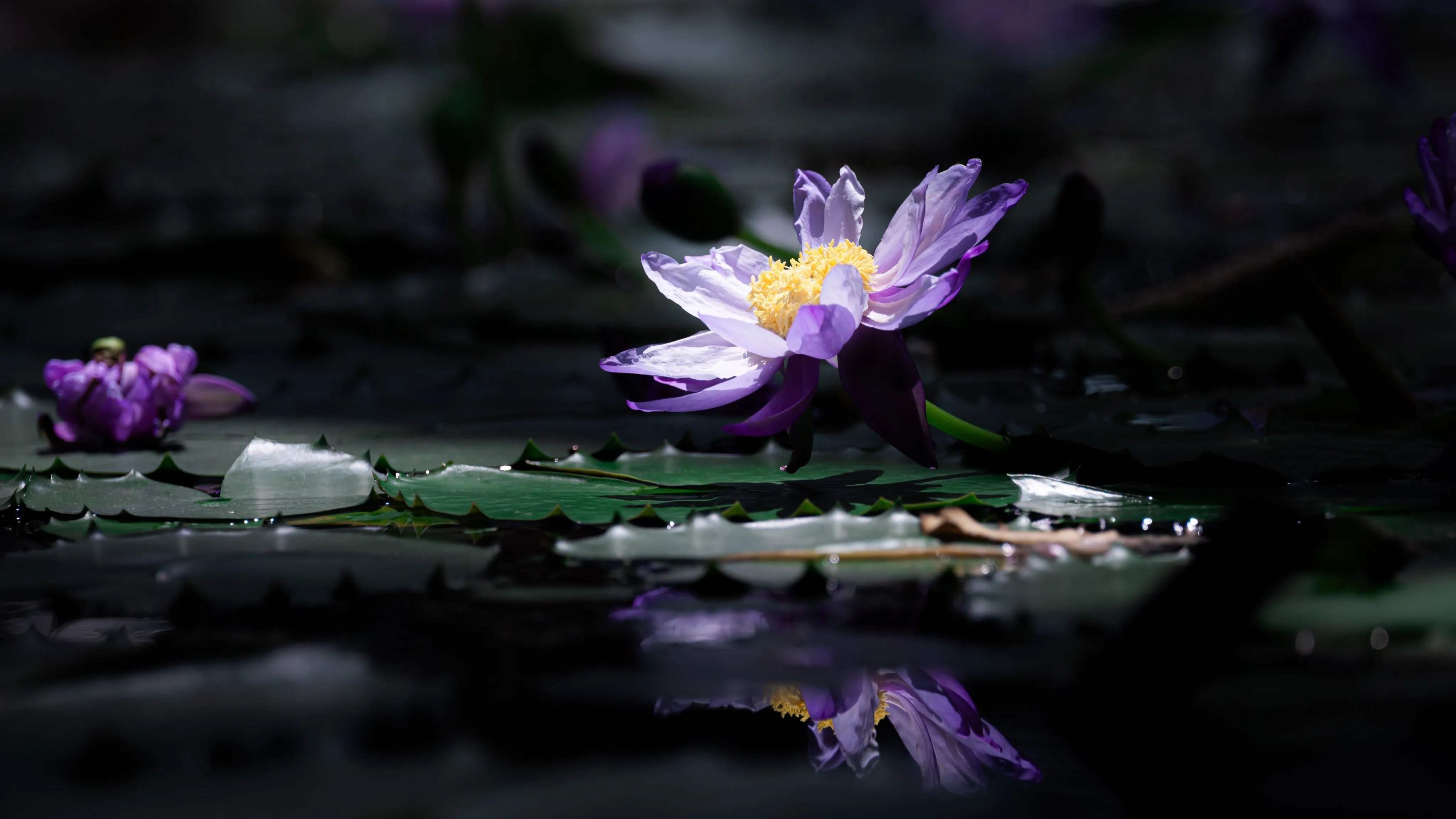 摄影 自然 花朵 倒影 睡莲 模糊背景 特写 4K壁纸