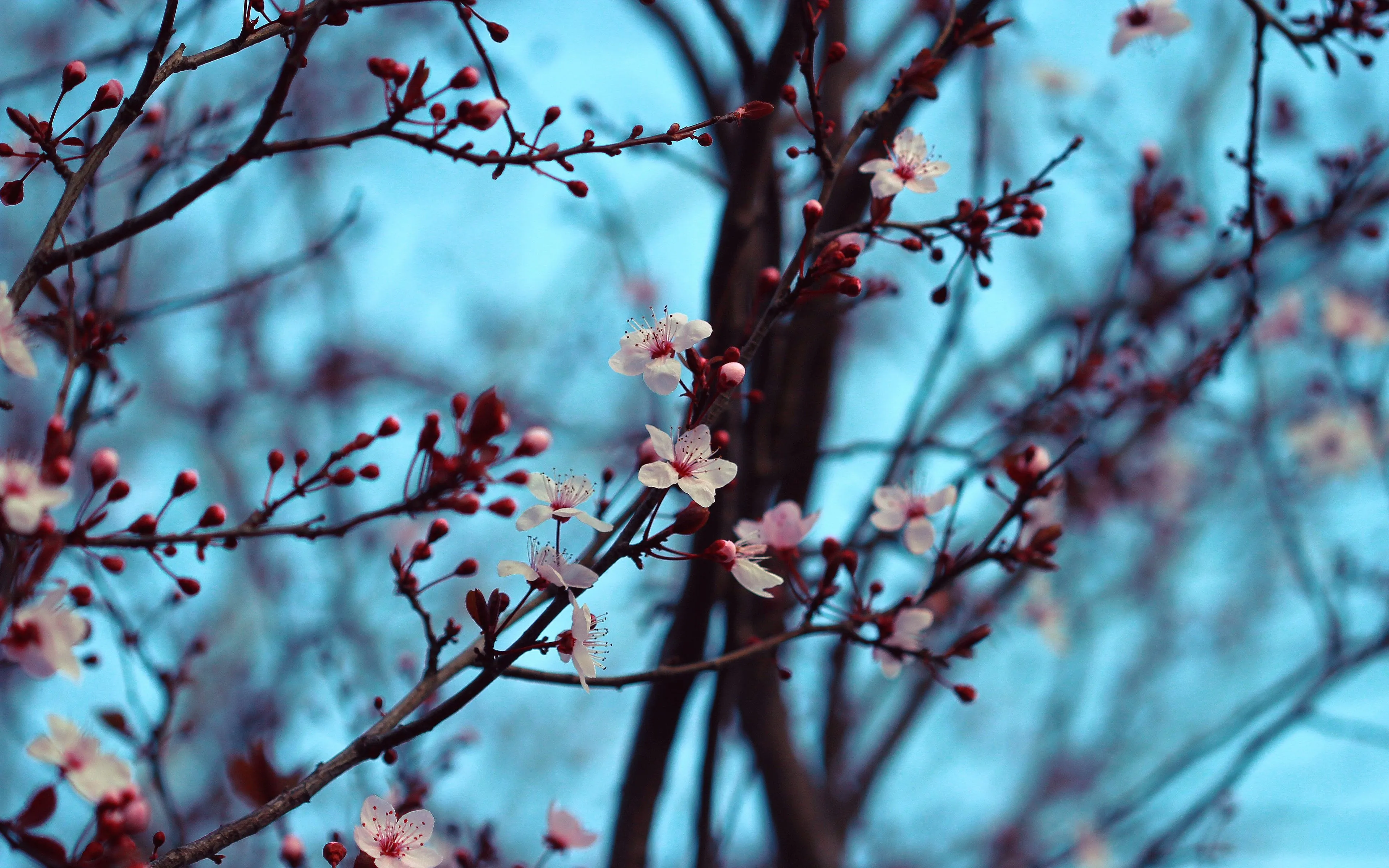 樱花 树木 花朵 白色 红色 自然 特写 4K壁纸