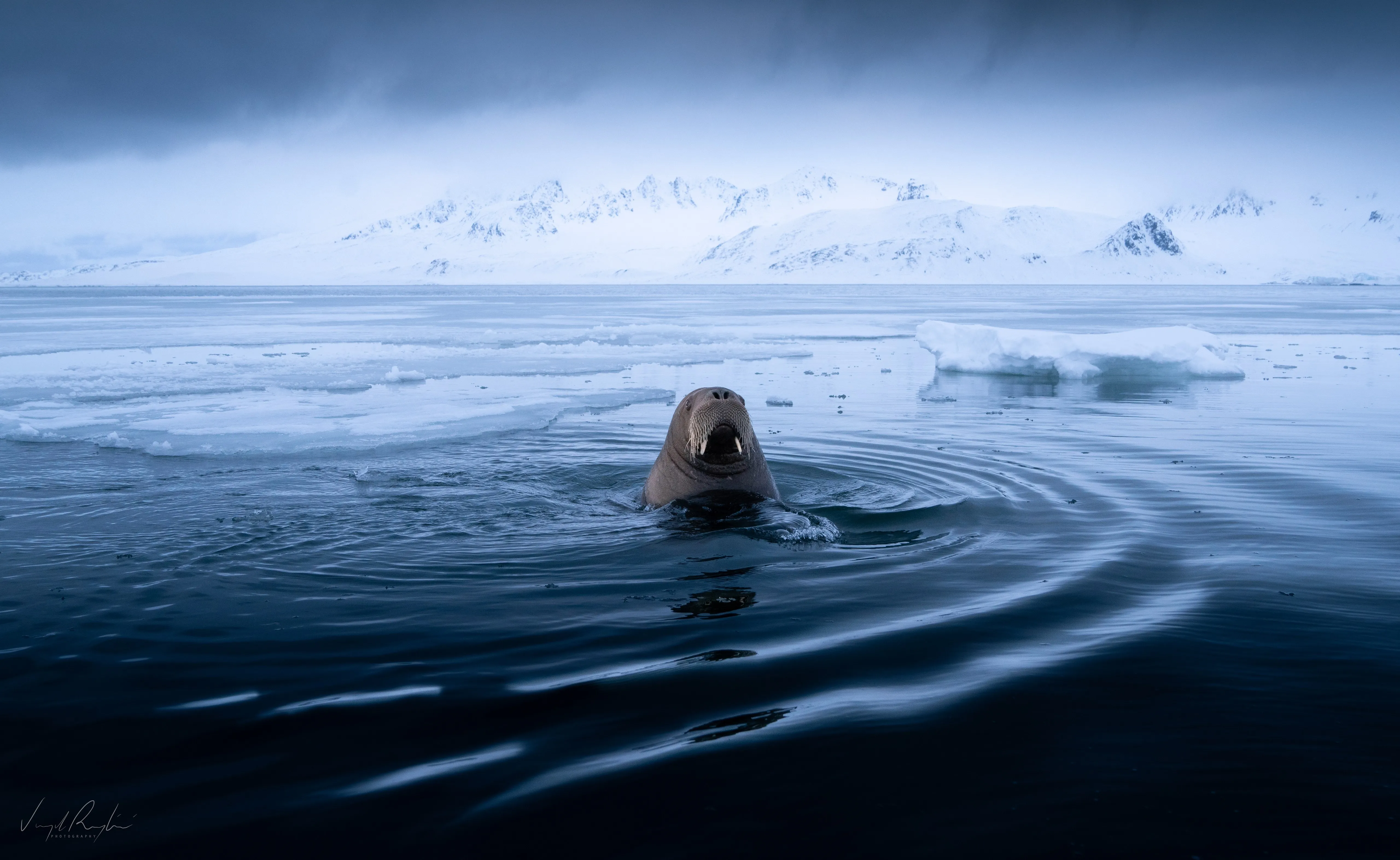 摄影 自然 天空 雪 波浪 冰 环境 霜冻 阴天 风景 冬季 寒冷 海豹 景深 荒野 海象 4K壁纸