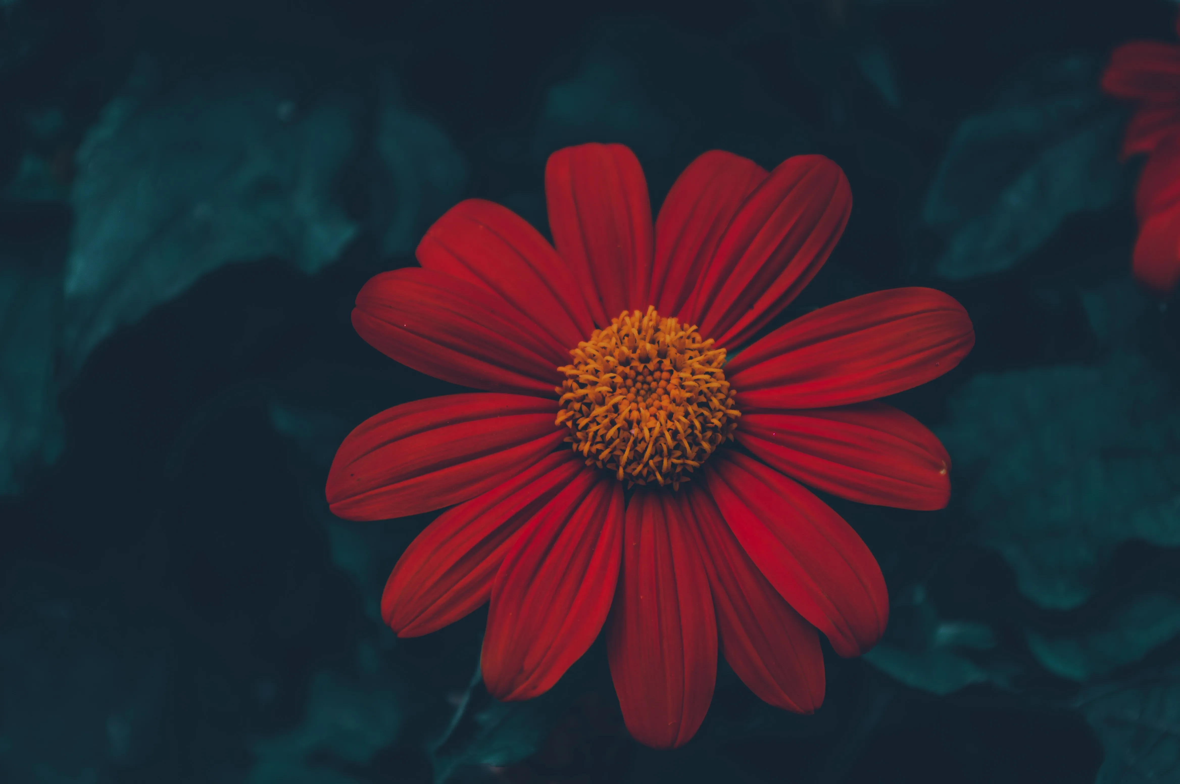 花 自然 植物 黑暗 夏天 电脑壁纸 4K壁纸