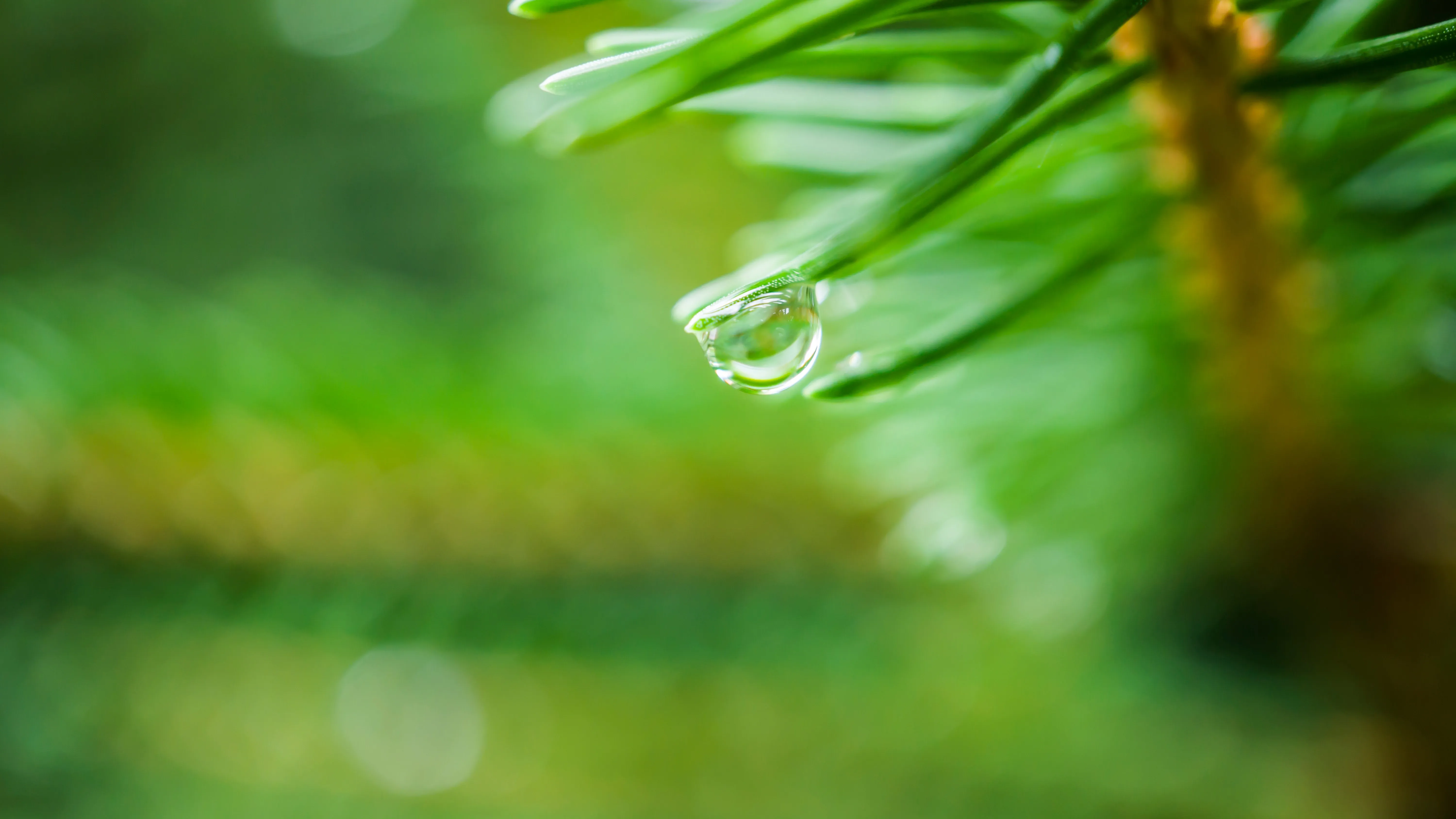自然 松树 波克 水滴 绿色 微距 植物 摄影 景深 背景模糊 模糊 树叶 电脑壁纸 4K壁纸