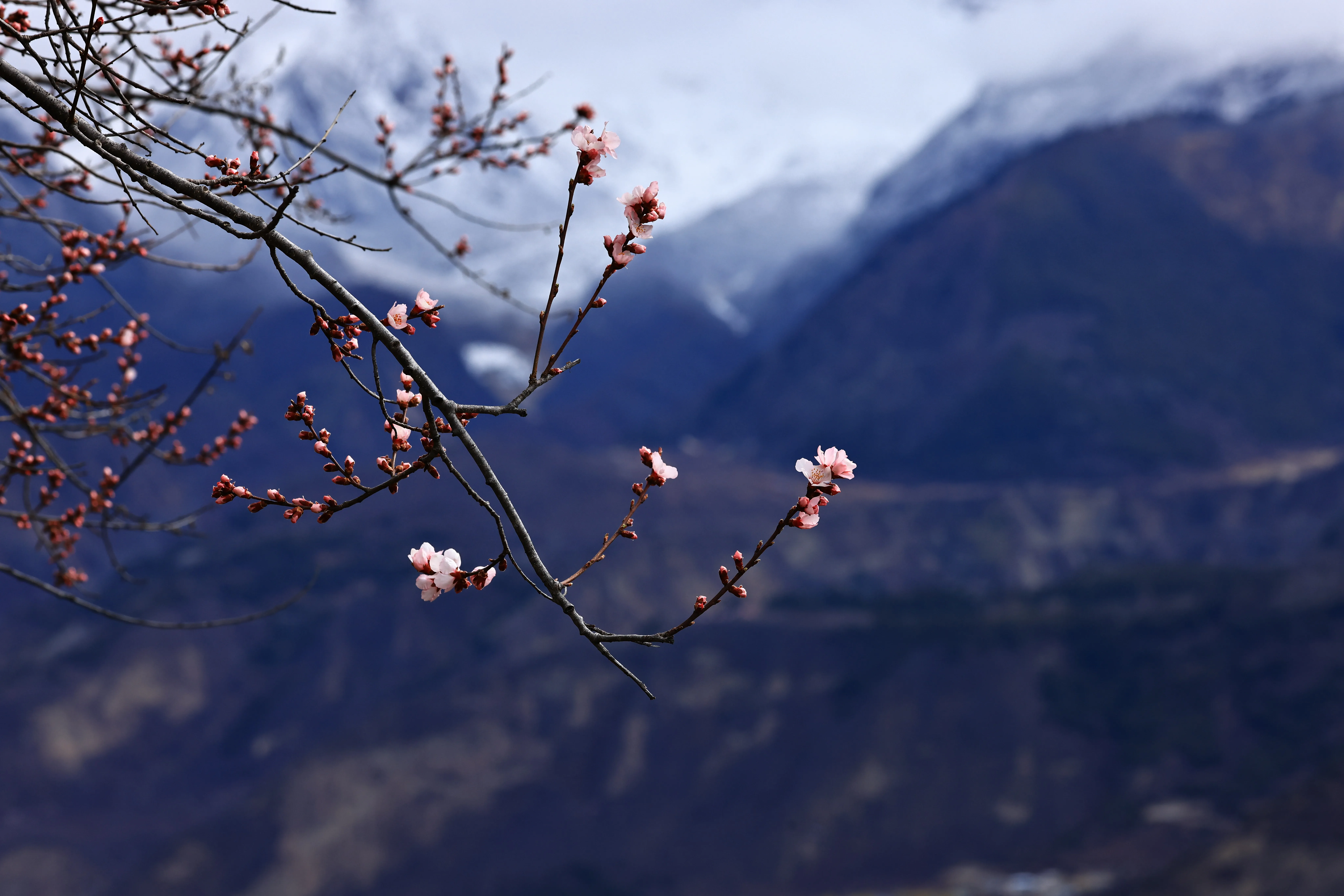 西藏 中国 雪峰 梅花 自然 景观 山脉 电脑壁纸 8K壁纸