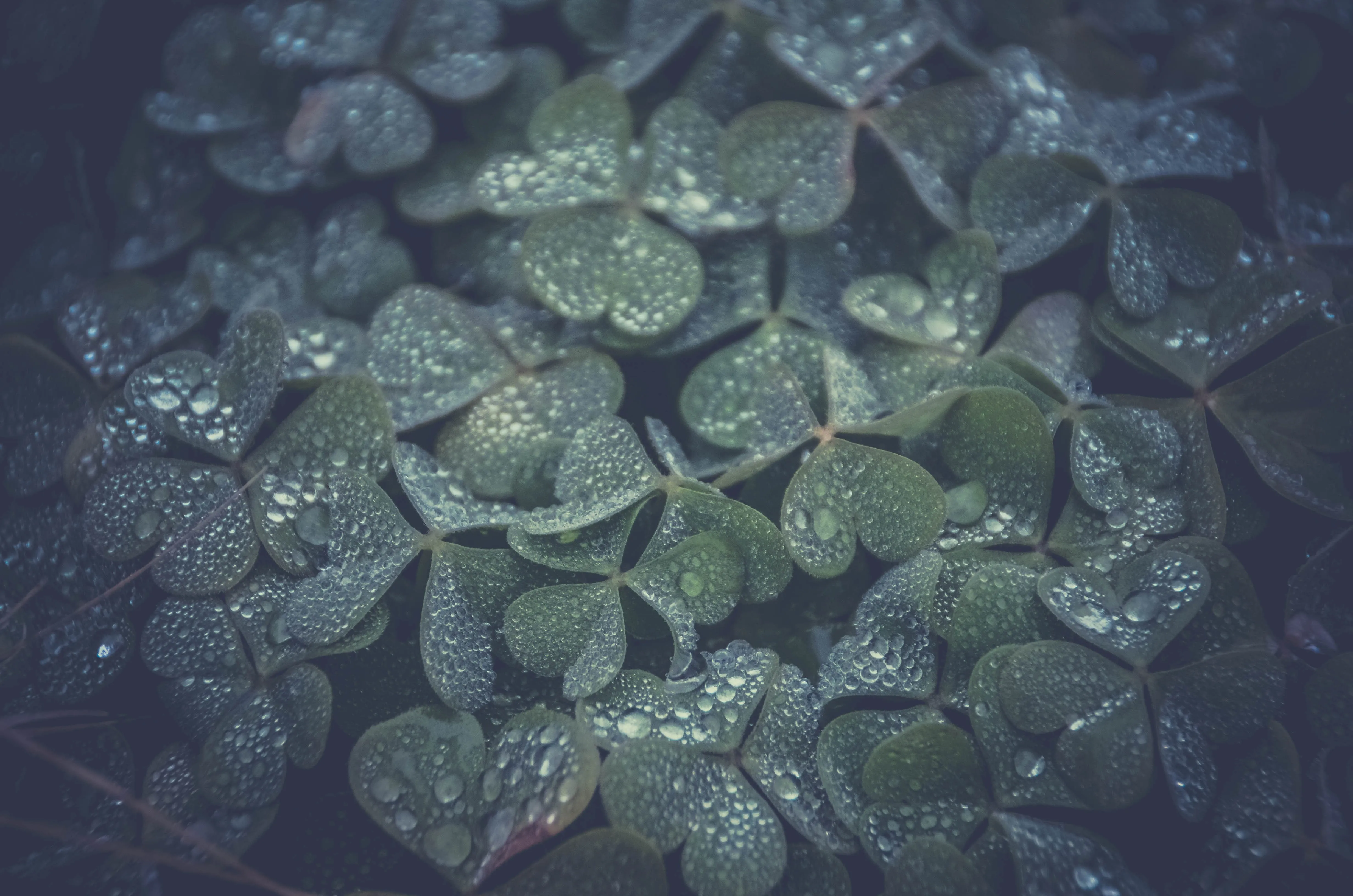 三叶草 水滴 植物 绿色 治愈 清新 护眼 电脑壁纸 4K壁纸