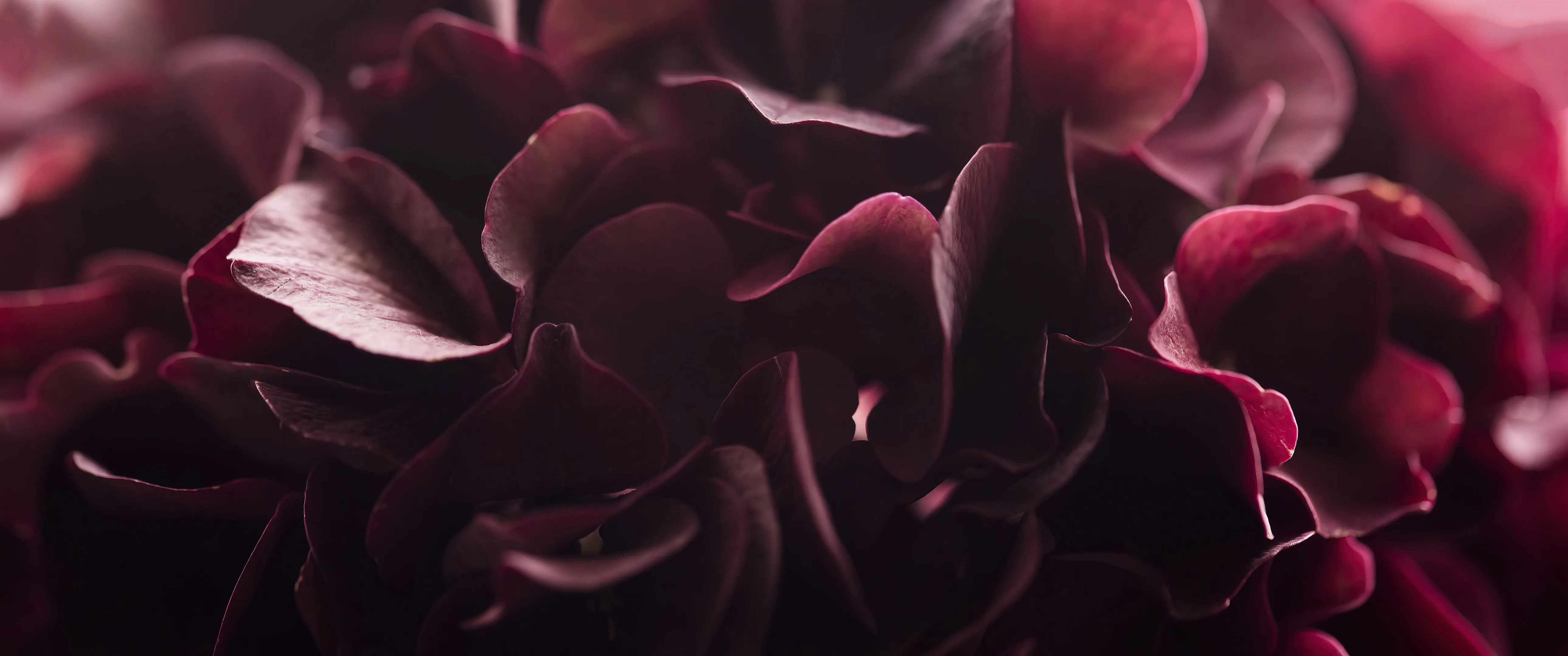 微距 植物 自然 景深 4K壁纸