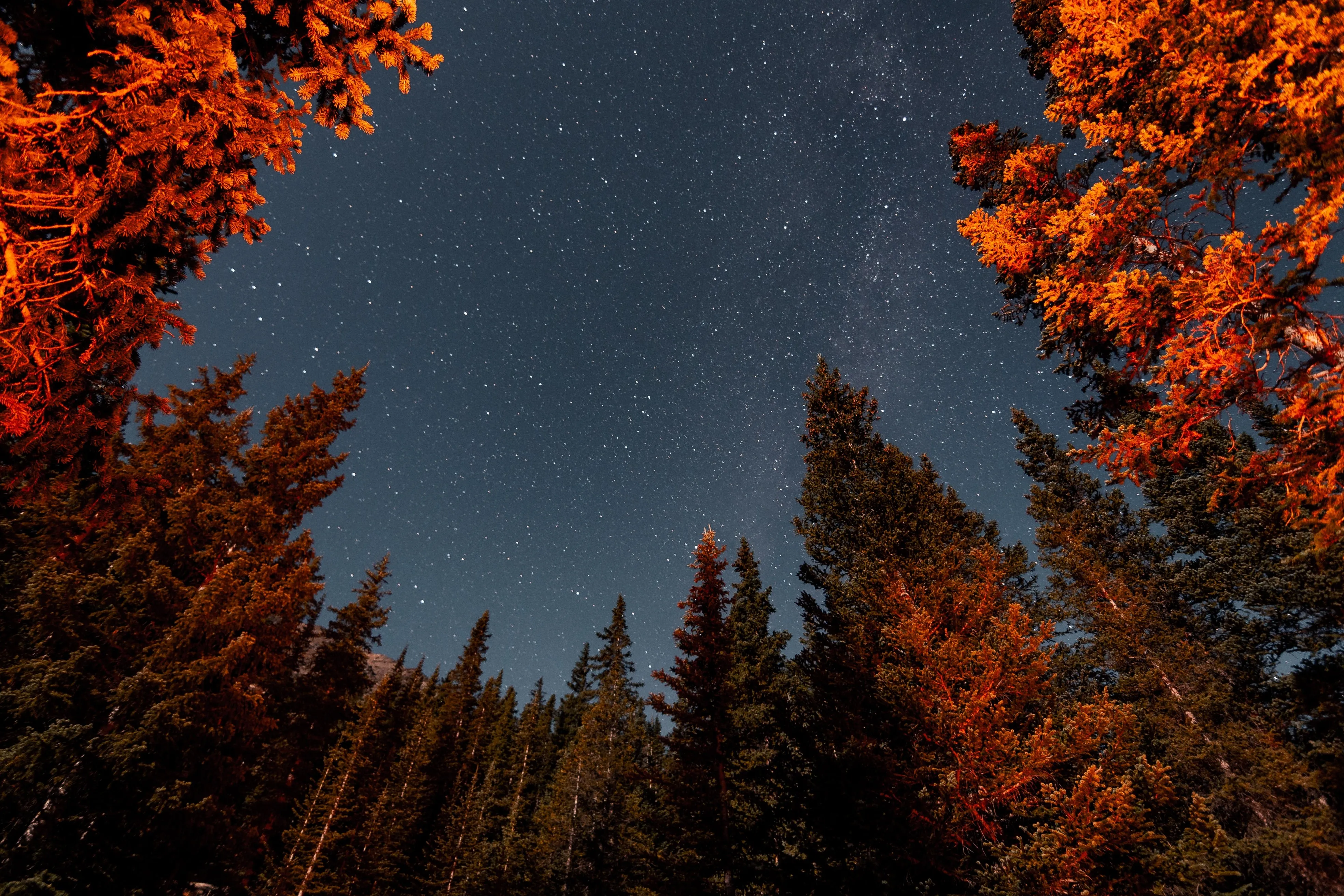自然 树木 森林 风景 繁星 星夜 4K壁纸