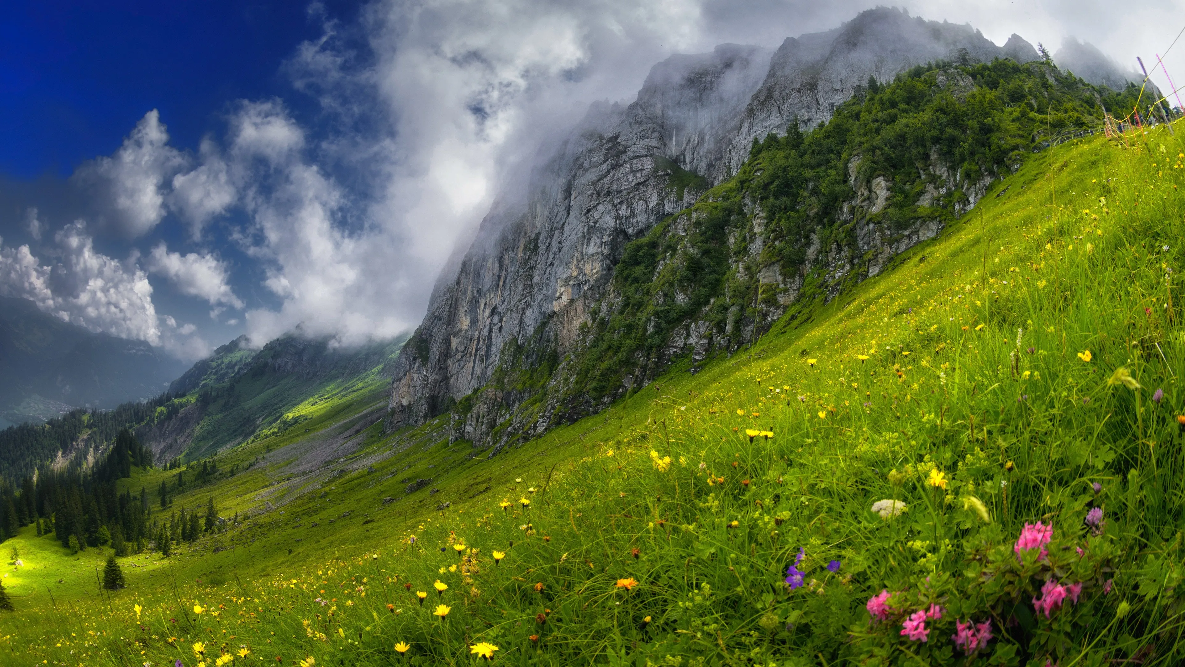 花卉 自然 风景 山脉 4K壁纸