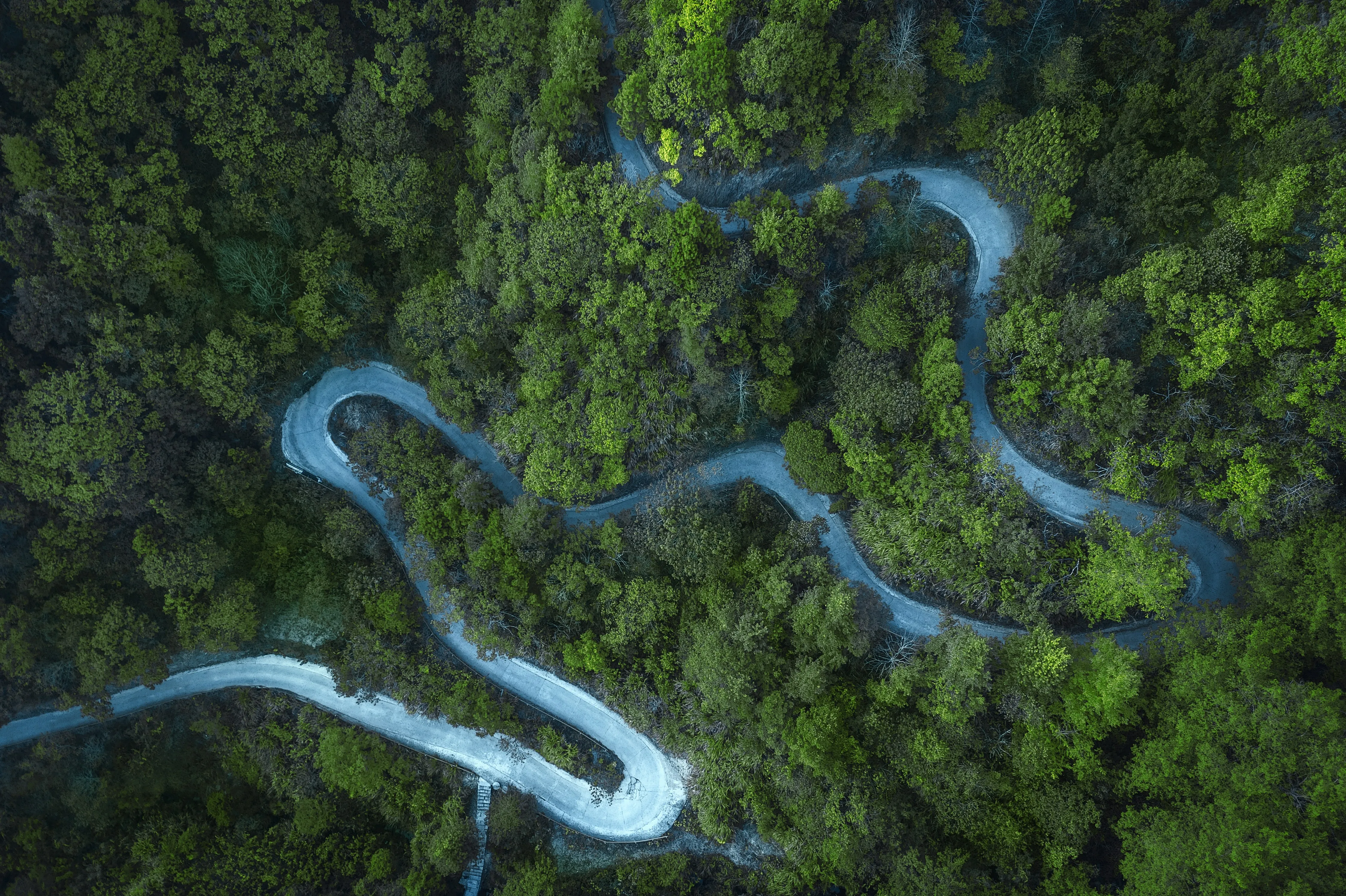 绿色 树木 道路 4K壁纸
