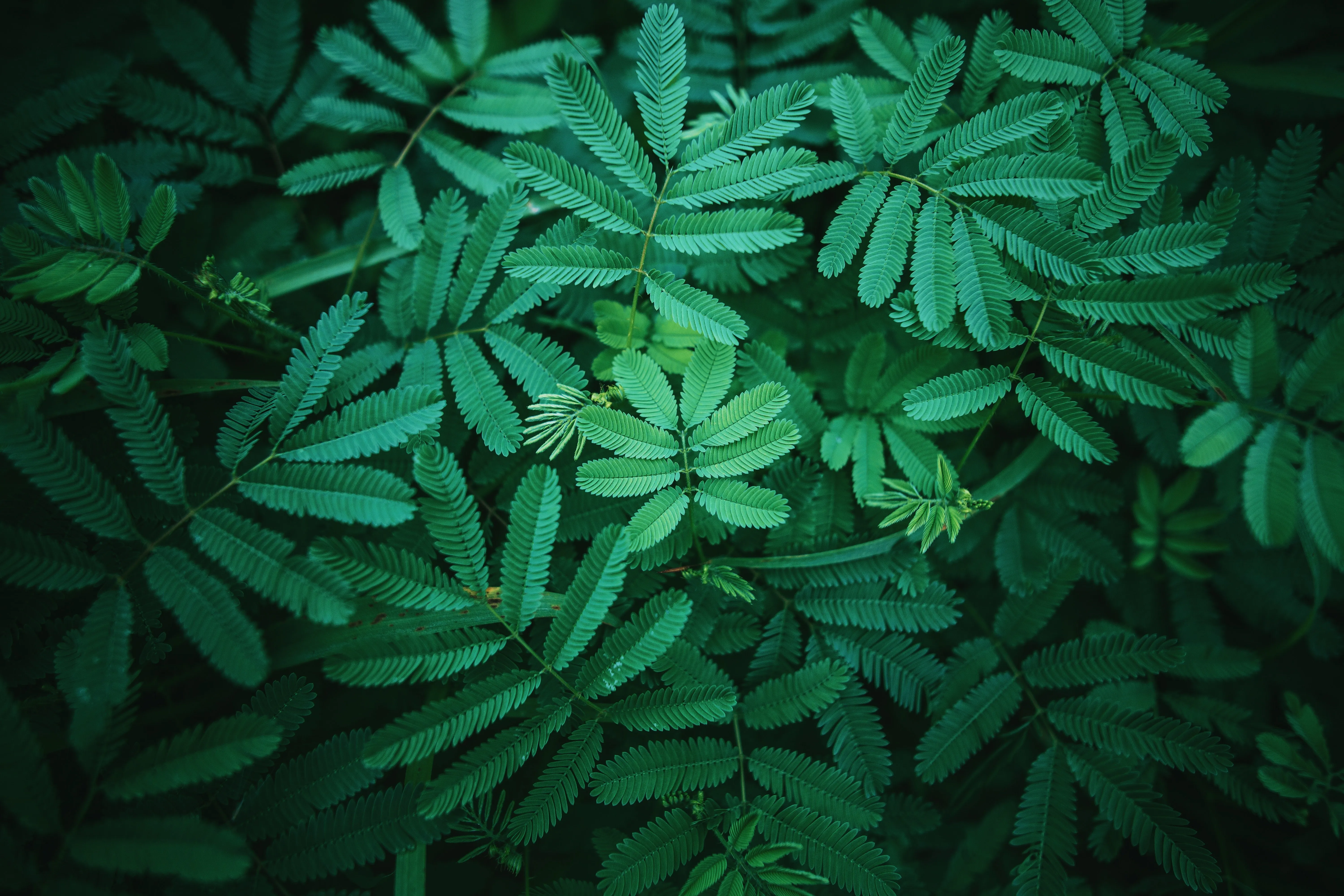 植物 绿色 叶 4K壁纸