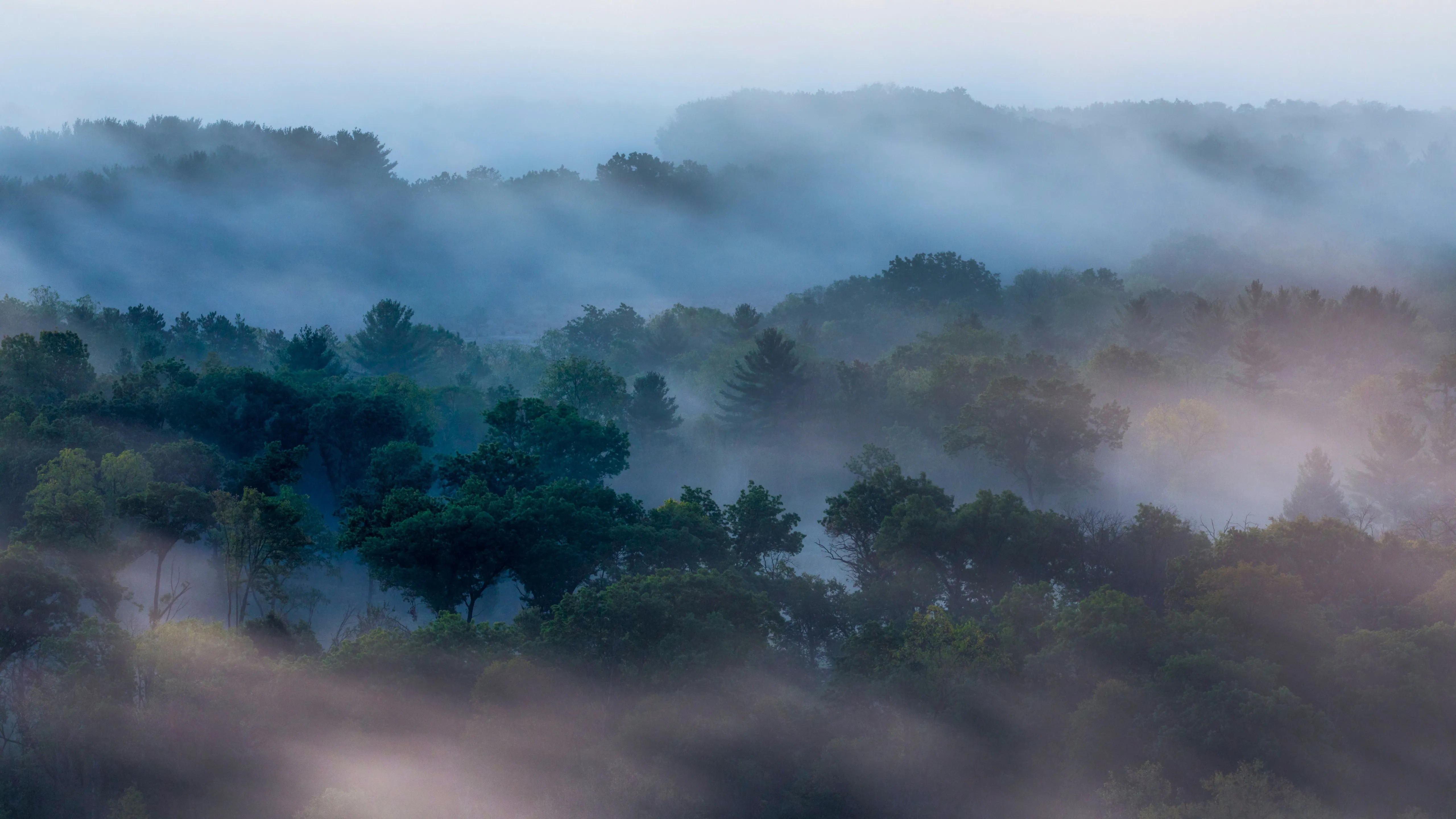 景观 自然 树木 雾 森林 早晨 树叶 4K壁纸