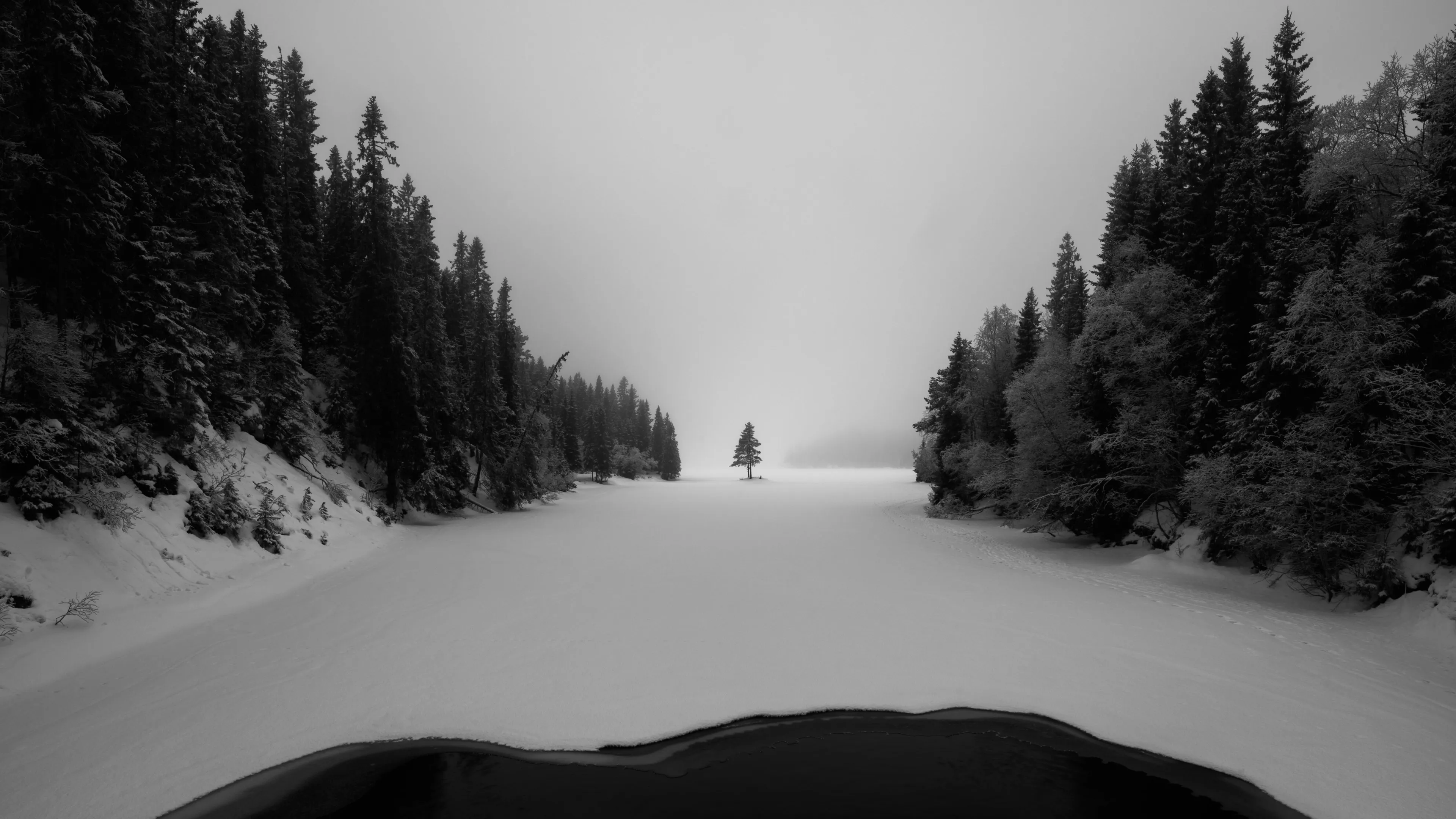 自然 景观 雪 冬天 树木 森林 单色 霜冻 4K壁纸