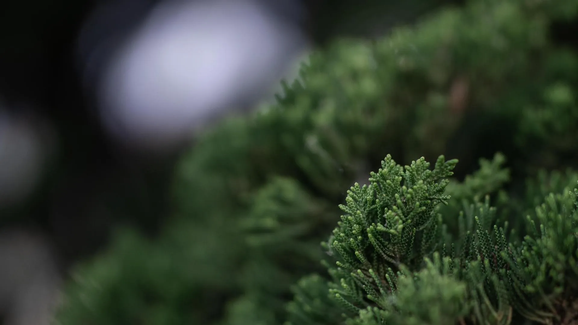 摄影 超宽 植物 微距