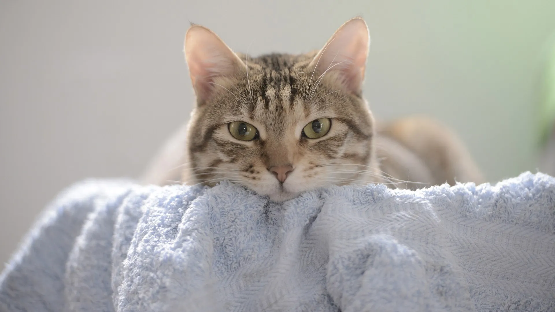 动物 猫 猫 哺动物 毛巾 室内 特写 电脑壁纸 4K壁纸