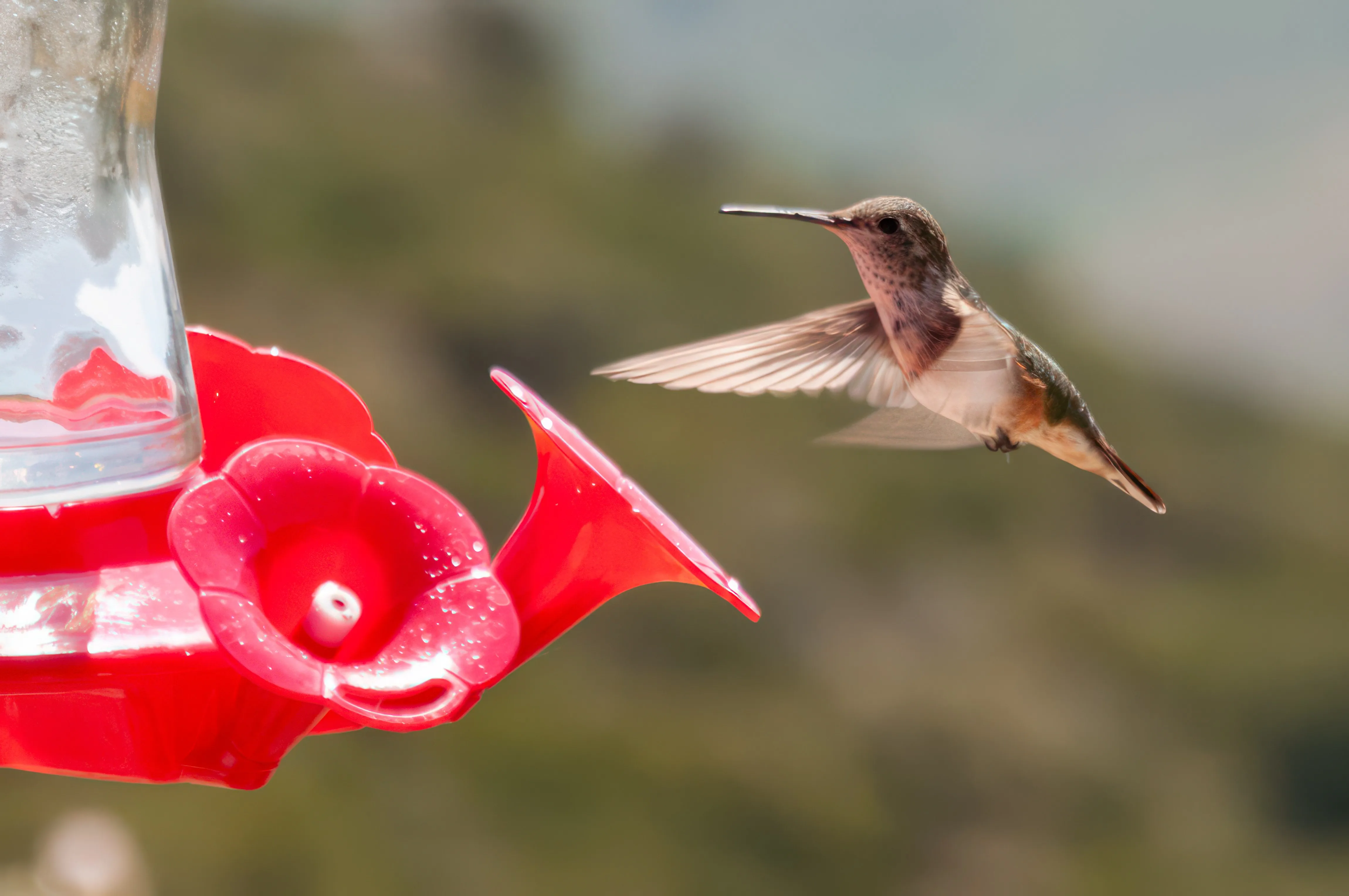 自然 蜂鸟 鸟类 动物 模糊 飞行 翅膀 特写 电脑壁纸 4K壁纸