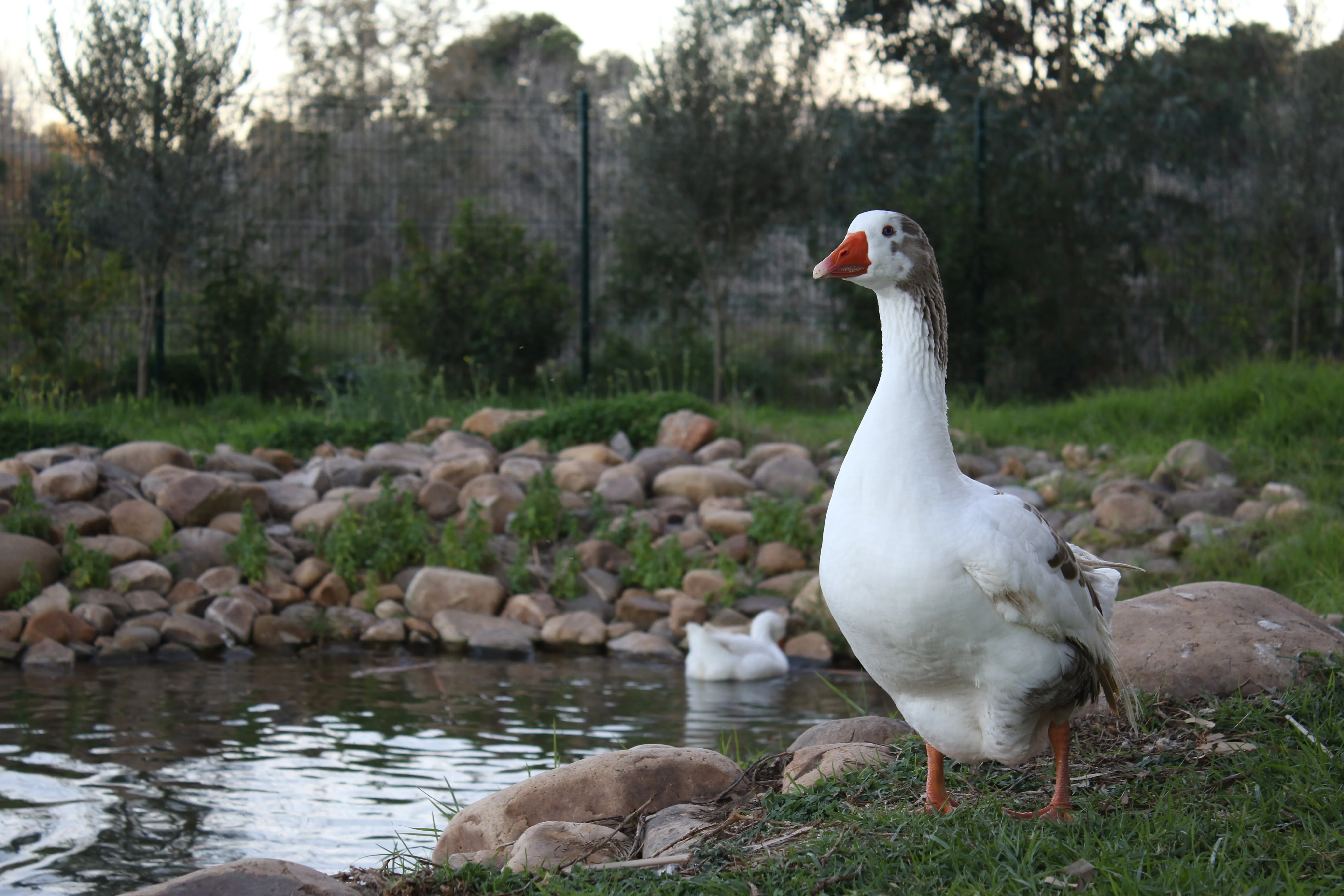 池塘 自然 鸟类 岩石 草 鹅 水 栅栏 树木 树叶 景深 户外 动物 电脑壁纸 4K壁纸