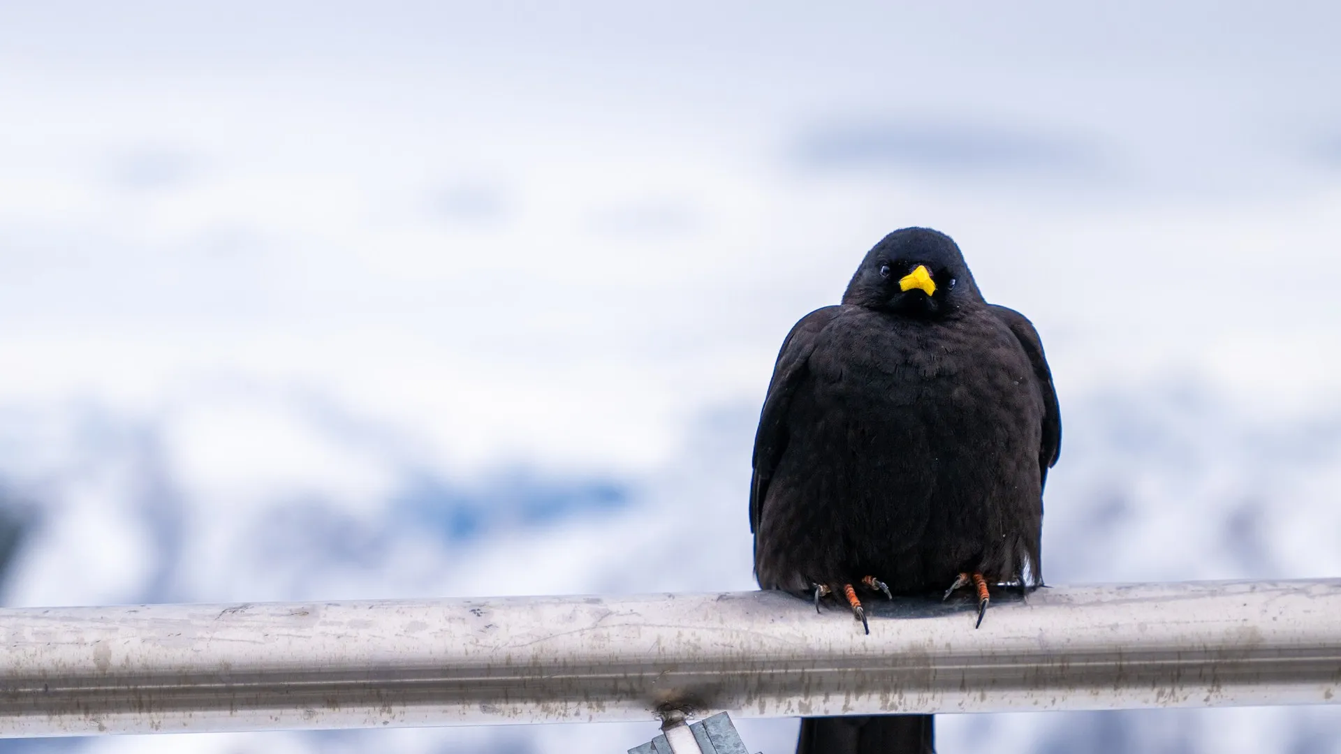 山 雪 冰 鸟 手机壁纸 4K壁纸