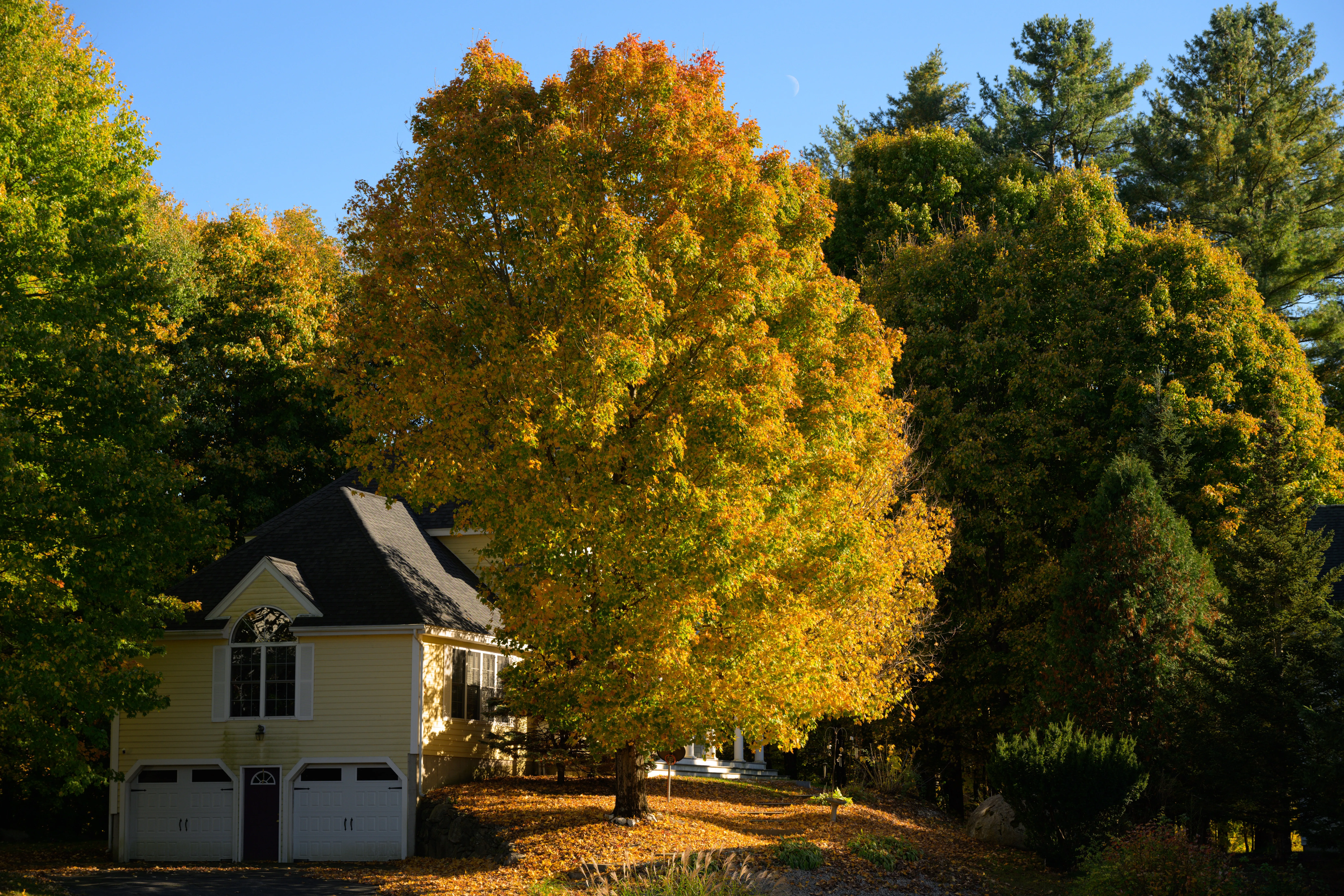 自然 景观 建筑 秋天 树叶 户外 森林 树木 天空 阳光 8K壁纸