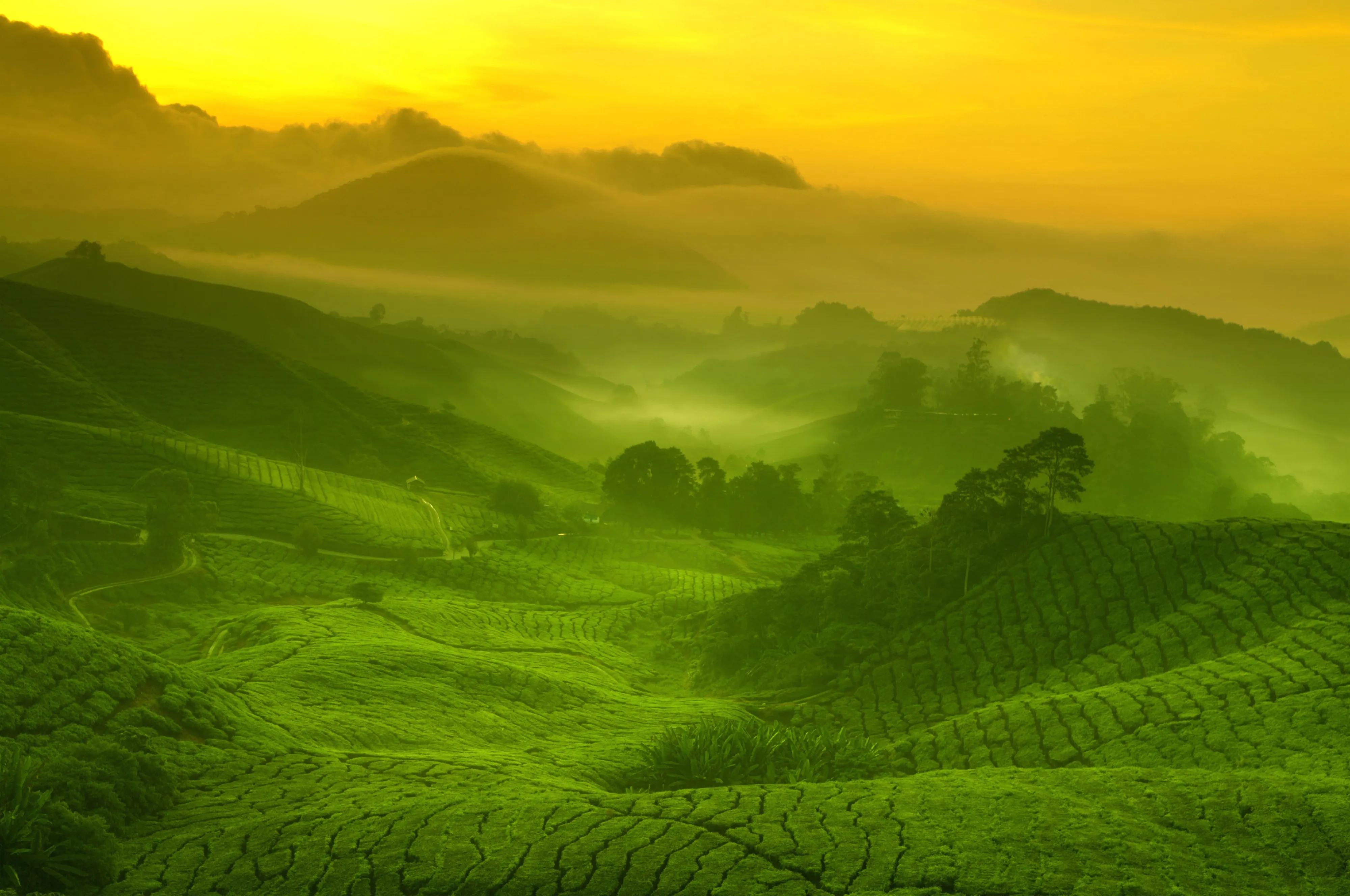 茶园 风景 山脉 朝霞 傍晚 金光 森林 4K壁纸
