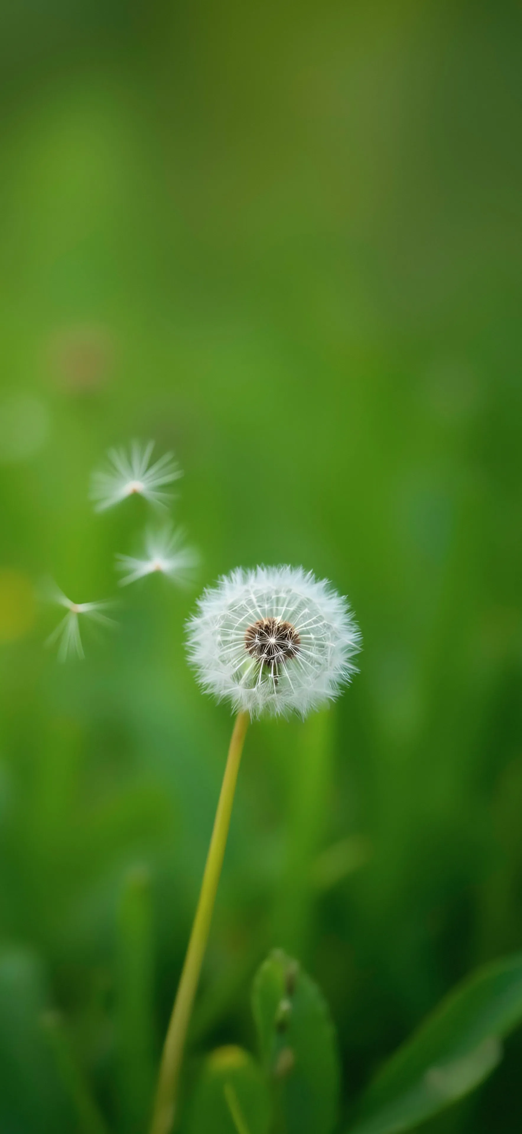 蒲公英 护眼 4K 手机 壁纸 图片 手机壁纸 手机壁纸
