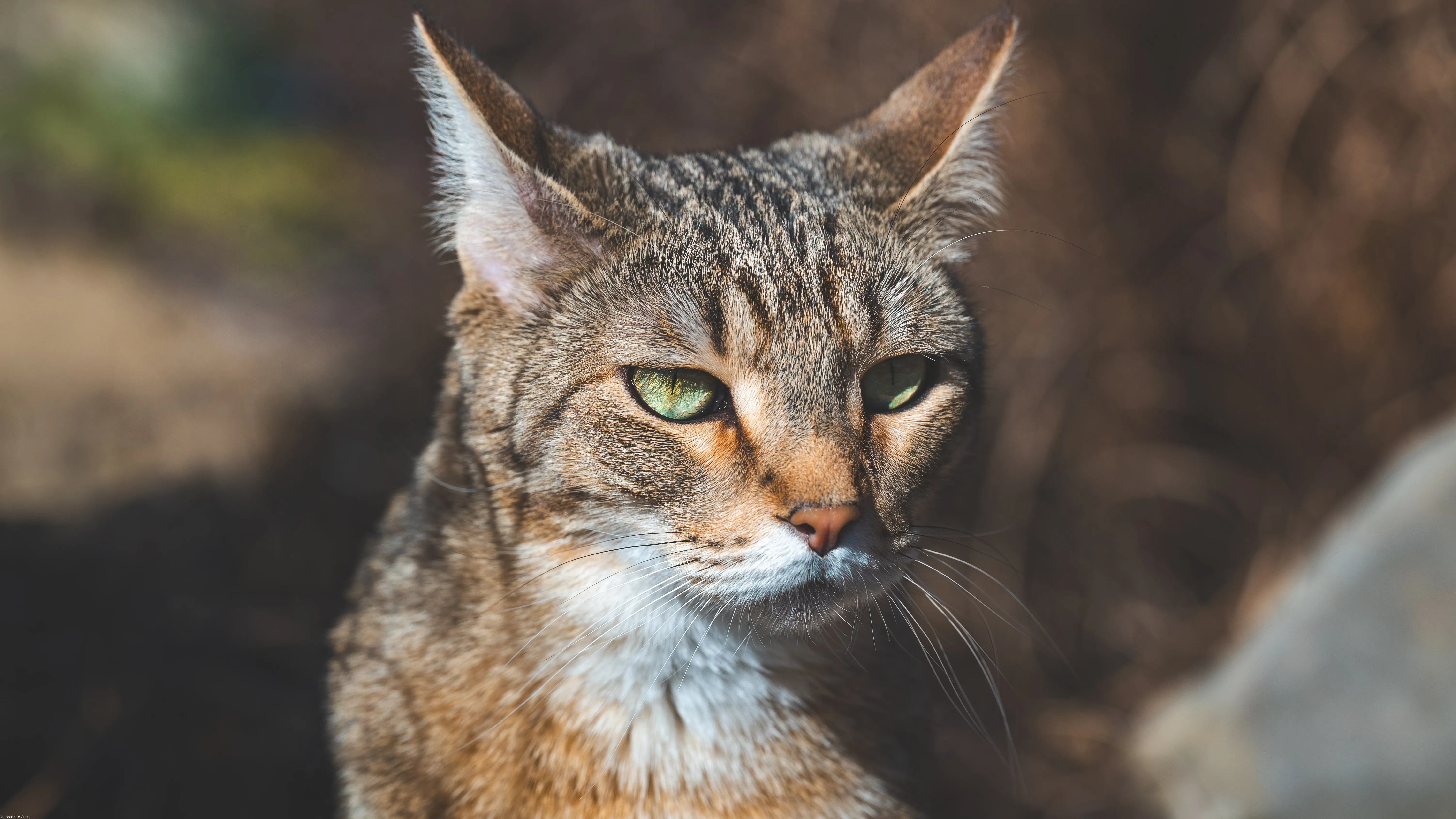 摄影 动物 野猫 户外 自然 肖像 沙漠 猫科 哺 阳光 4K壁纸