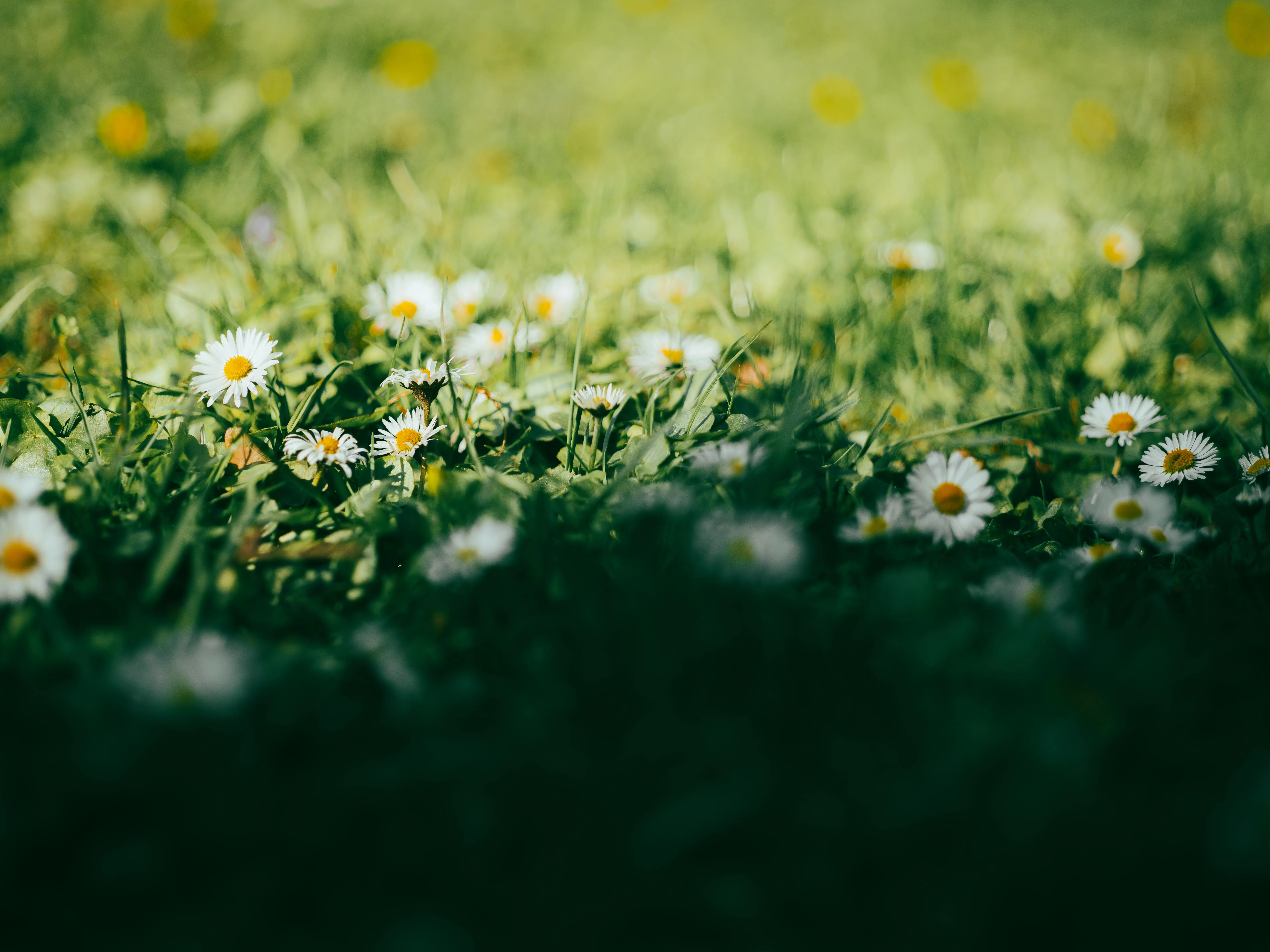 洋菊花 草 自然 春天 绿色 户外 阳光 摄影 景深 特写 植物 8K壁纸