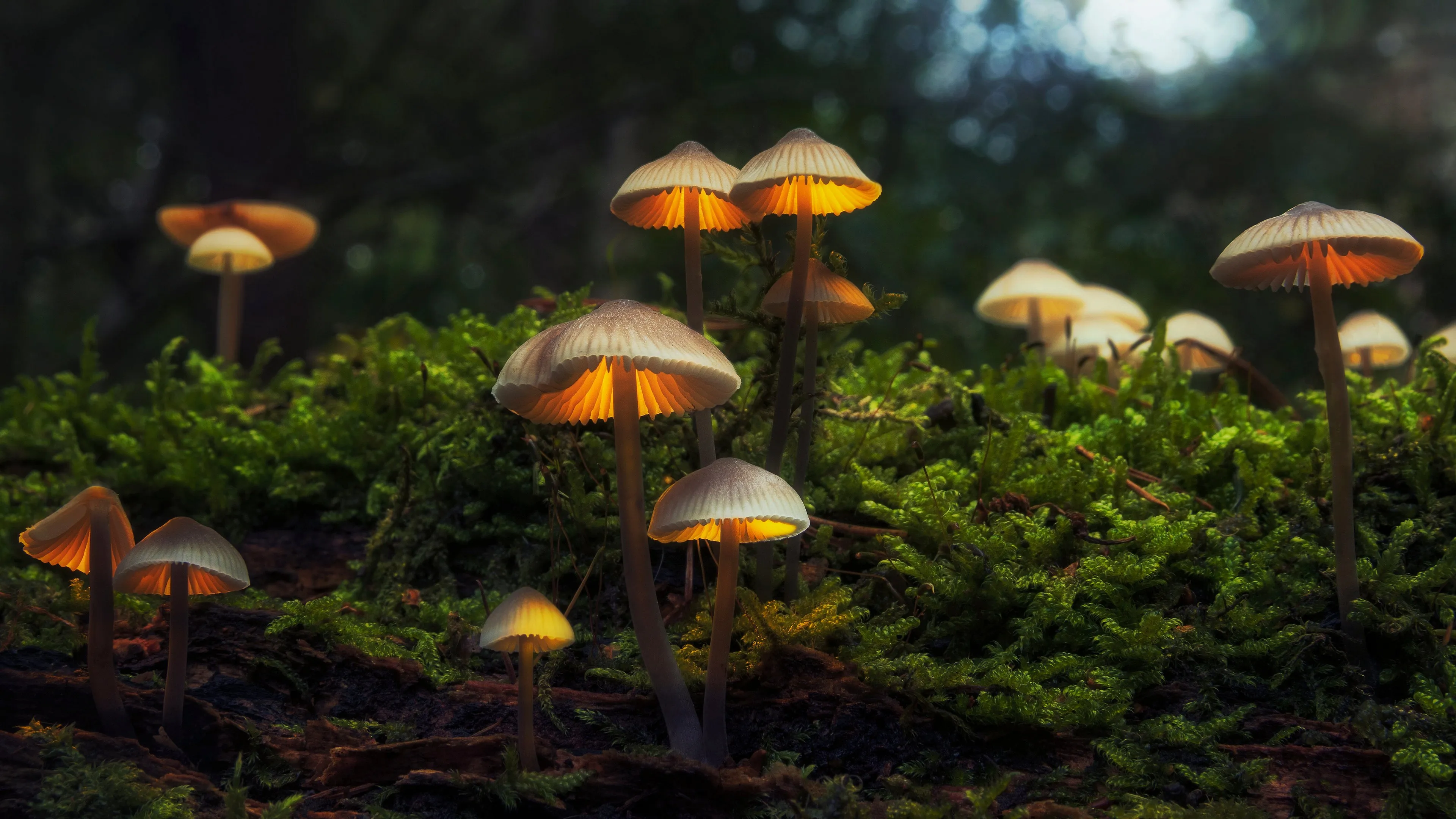 蘑菇 自然 森林 苔藓 模糊 4K壁纸
